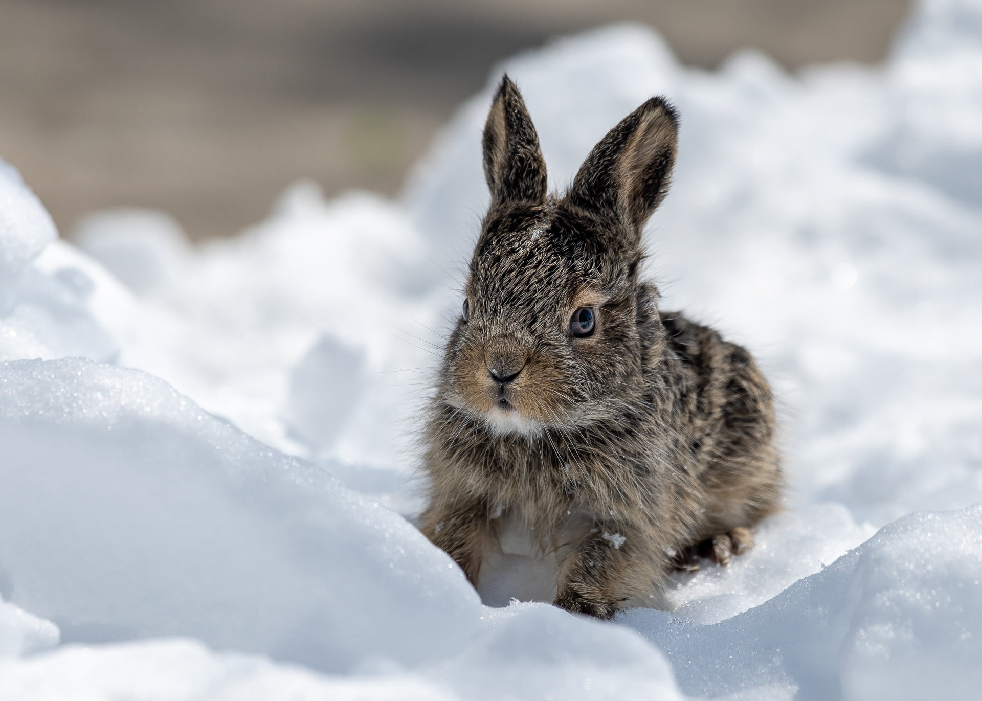 winter, animals, 1080P, snow, mammals, rabbits, nature, HD Wallpaper