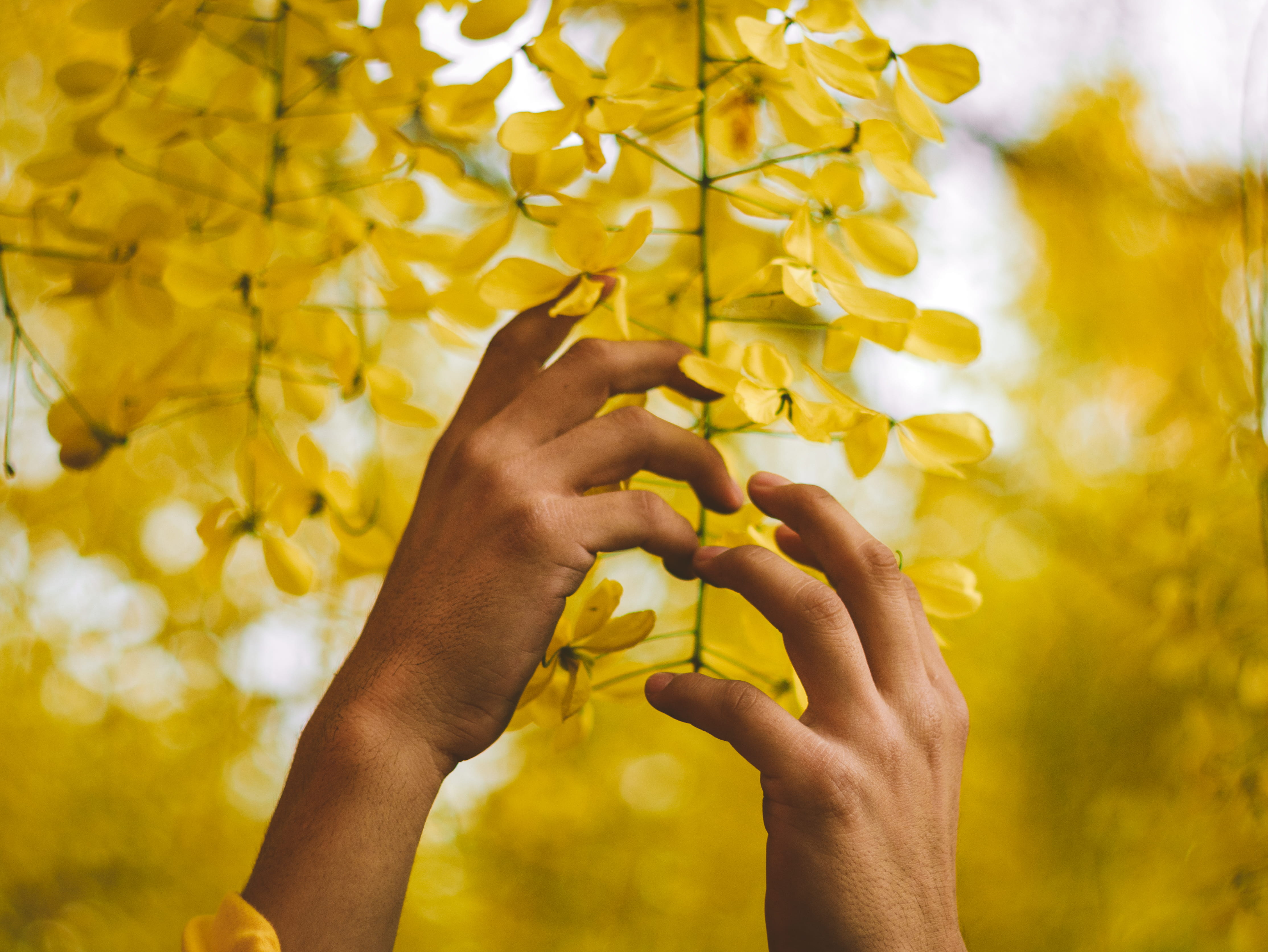 peace, human arm, focus on foreground, close-up, human body part, body part, focus, hanging, day, god, fragility, tree, leaf, outdoors, real people, plant, HD Wallpaper