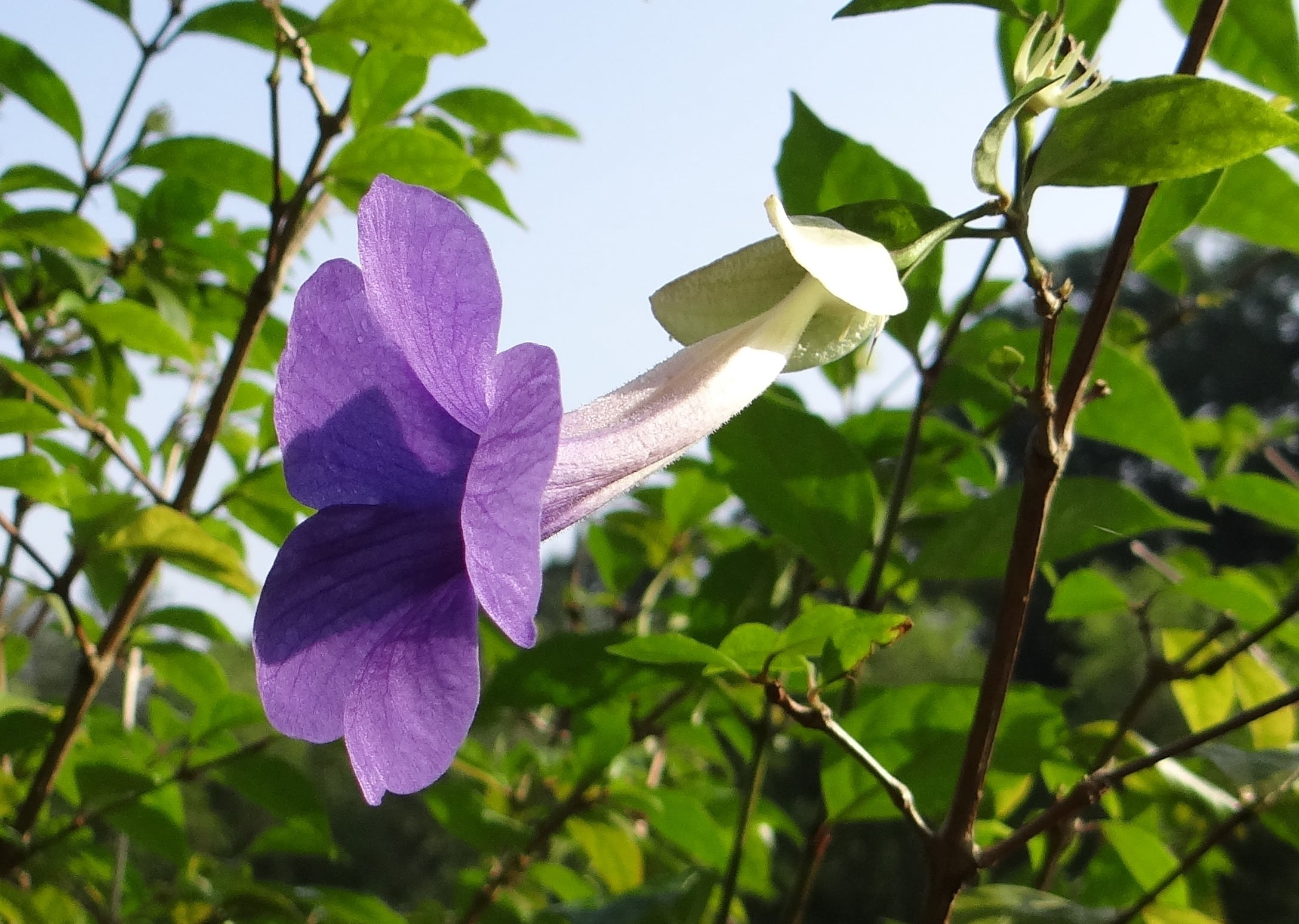 acanthaceae, thunbergia erecta, india, beauty in nature, blue, vulnerability, kodagu, 1080P, purple, growth, meyenia erecta, flowering plant, bush clock vine, HD Wallpaper