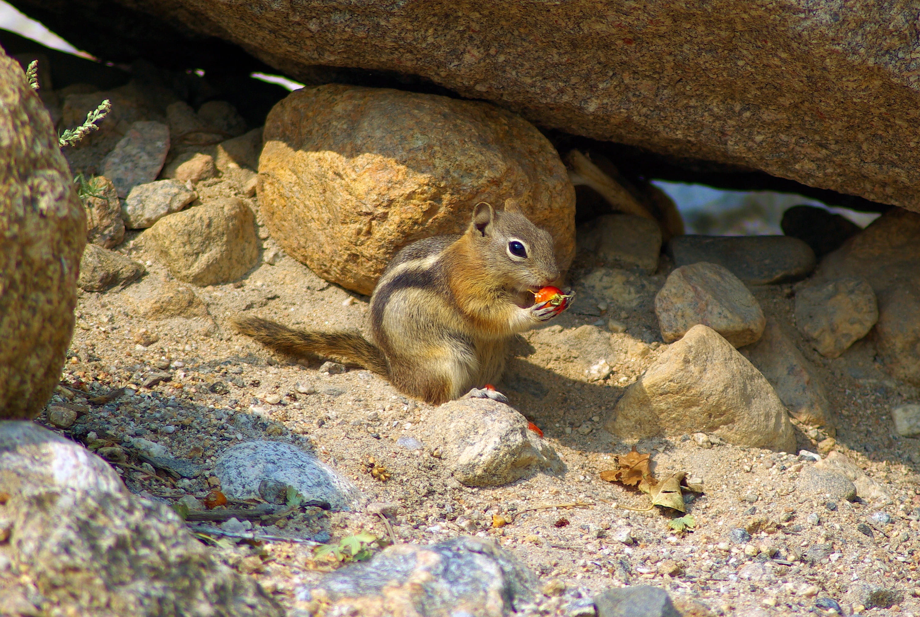 rock, eating, animal, rodent, park, mountain, squirrel, animal wildlife, nature, furry, ground, wild, fur, little, lateralis, rocky, cute, mammal, 2K, HD Wallpaper