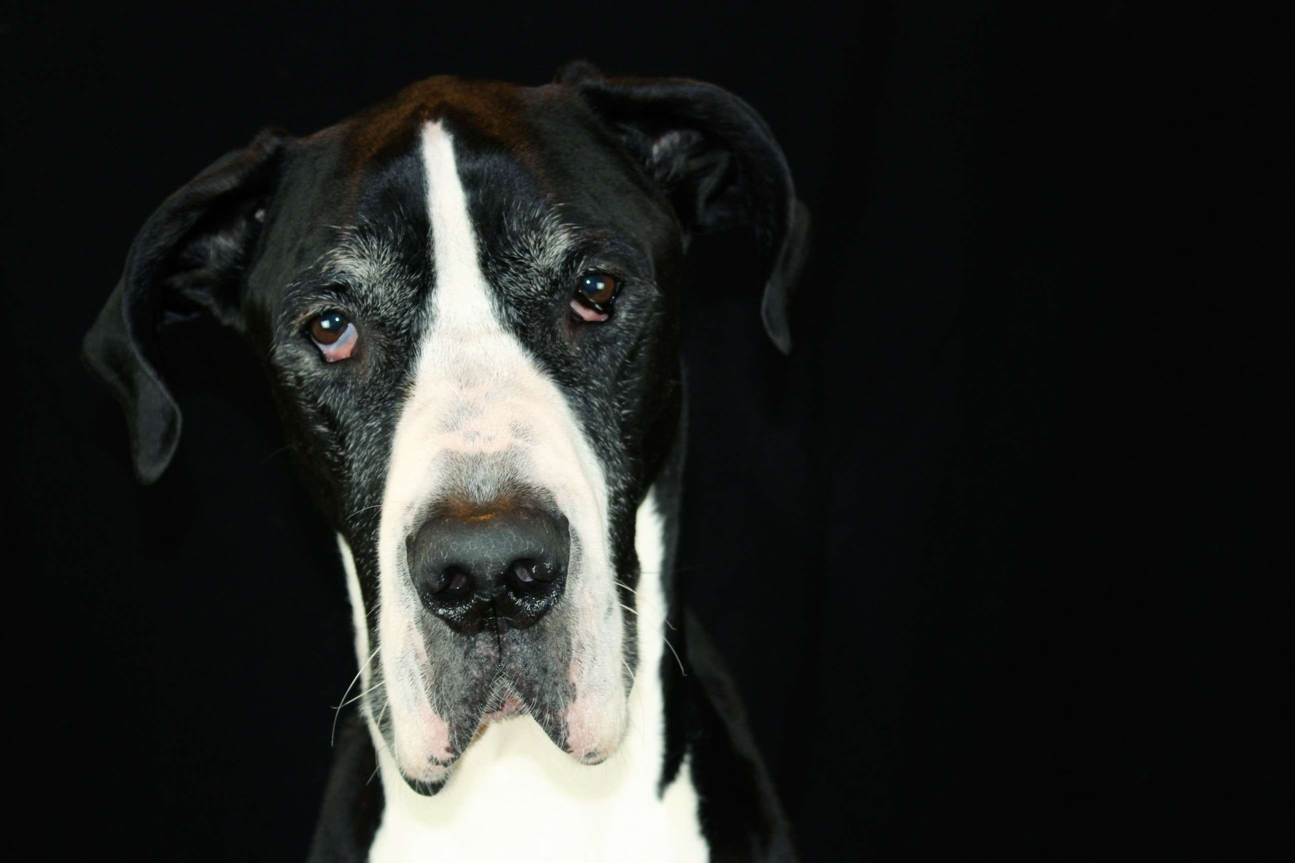 black background, cute dog, vertebrate, mammal, larger dog, dog face, looking at camera, animal eye, animal mouth, black and white, no people, pets, animal nose, HD Wallpaper