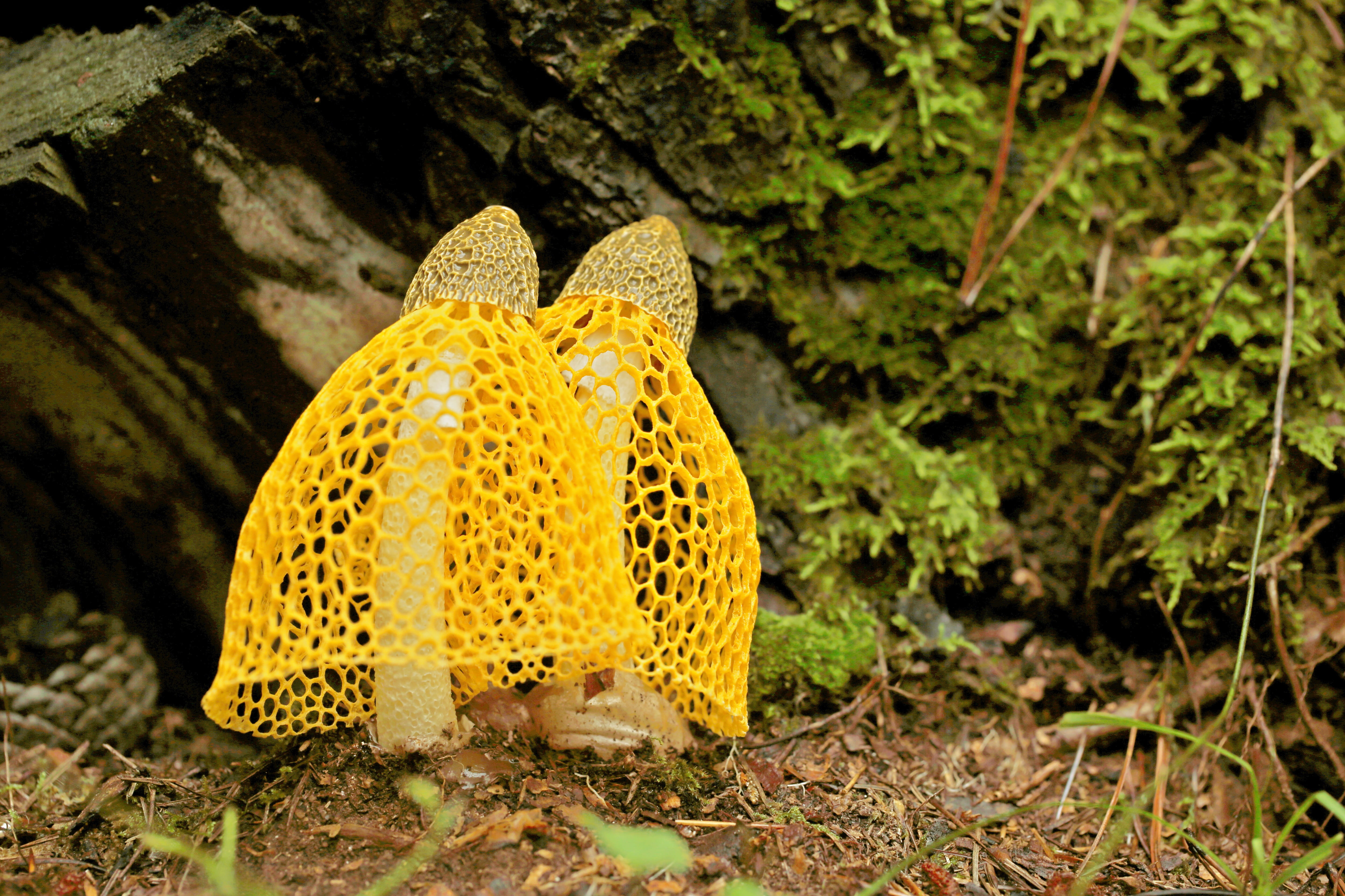 no people, growth, yellow gabion mushroom, mushroom, food, land, healthy eating, outdoors, nature, leaf, day, 5K, beauty in nature, flower, yellow, dictyophora indusiata, HD Wallpaper