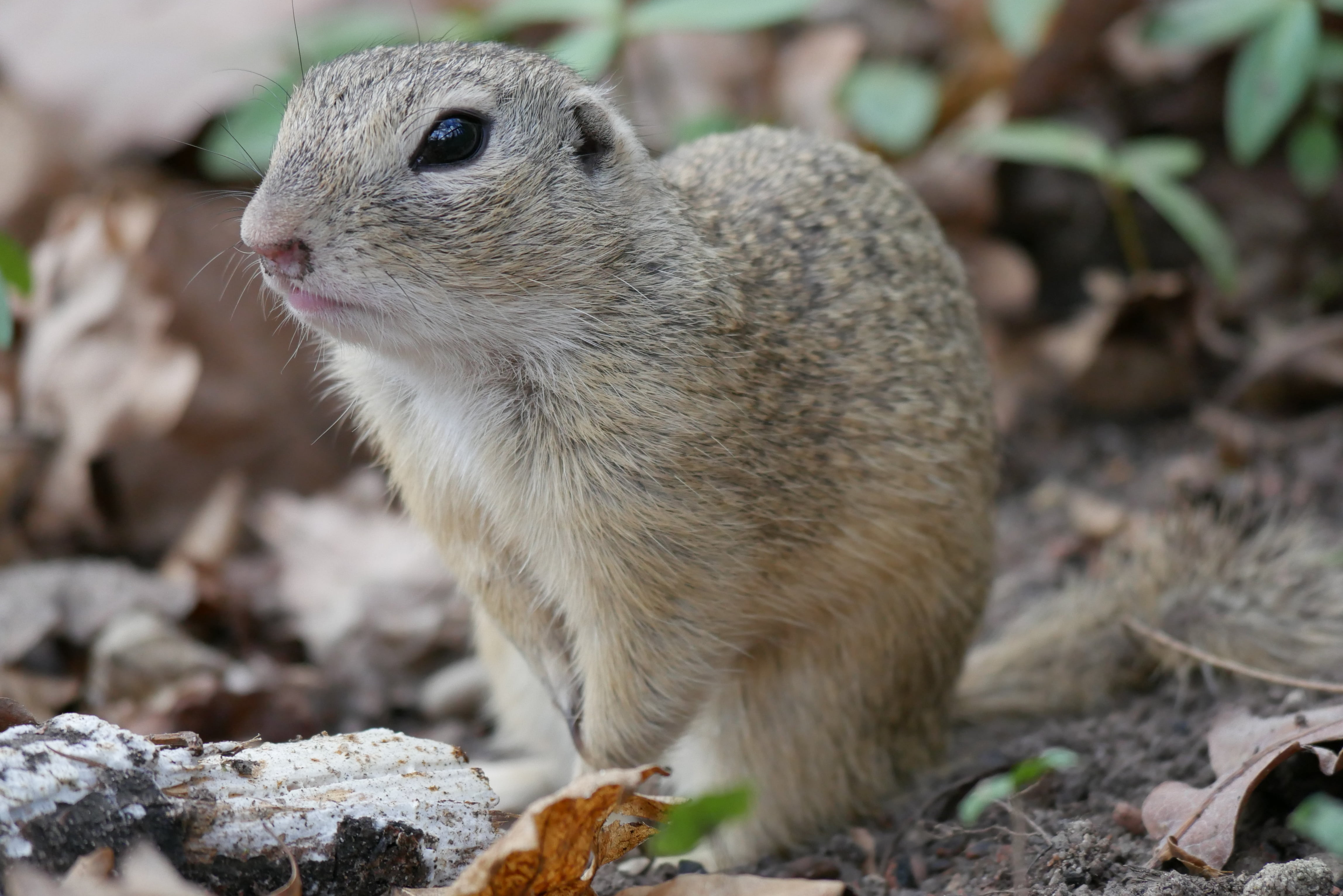 field, close-up, nager, 4K, golden mantled ground squirrel, cute, rodent, furry, land, focus on foreground, european ground squirrel, ground squirrel, HD Wallpaper