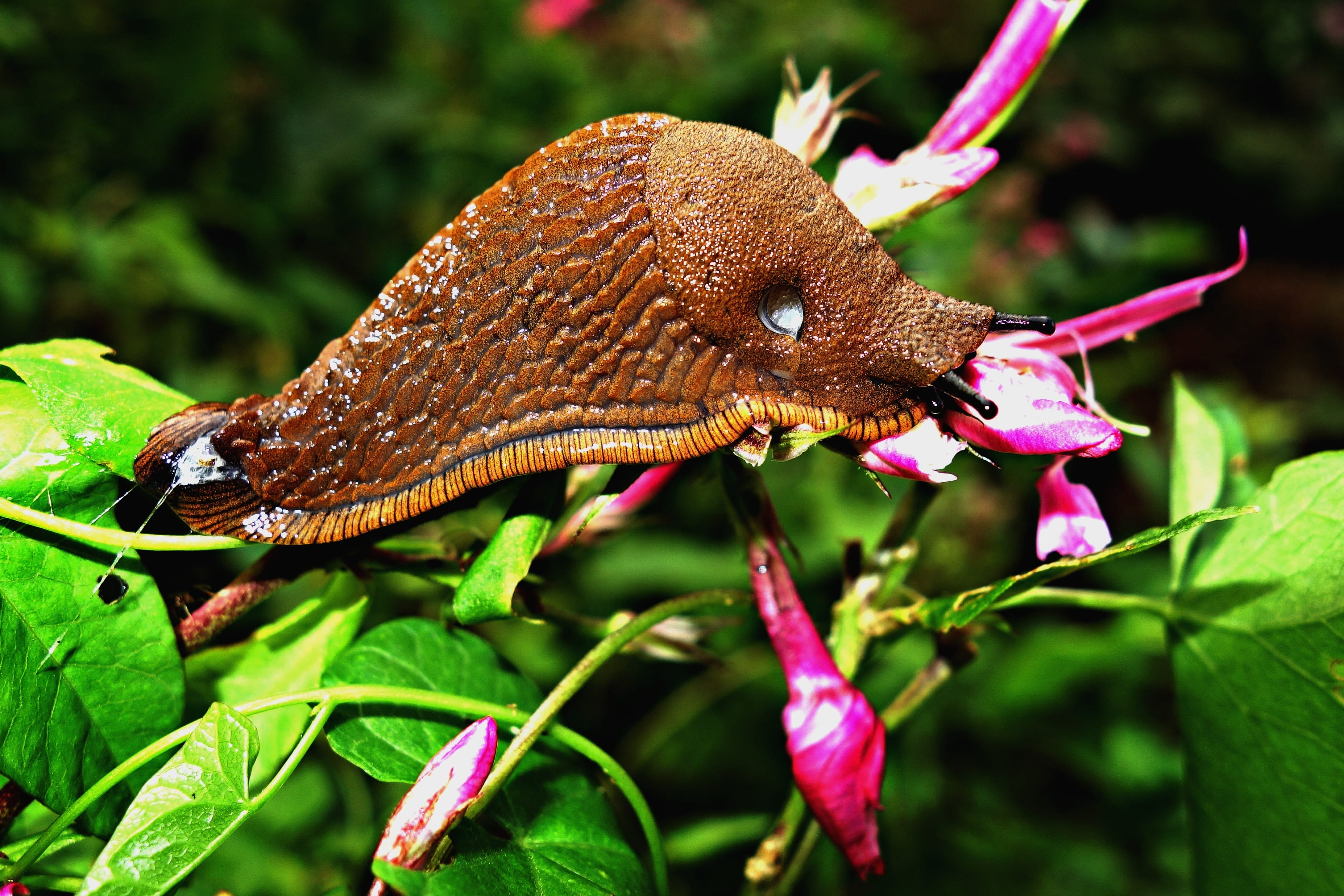 leaf, animals in the wild, flower, plant part, animal body part, close-up, rainforest, slime, mantle, beauty in nature, tentacles, animal, animal mouth, HD Wallpaper