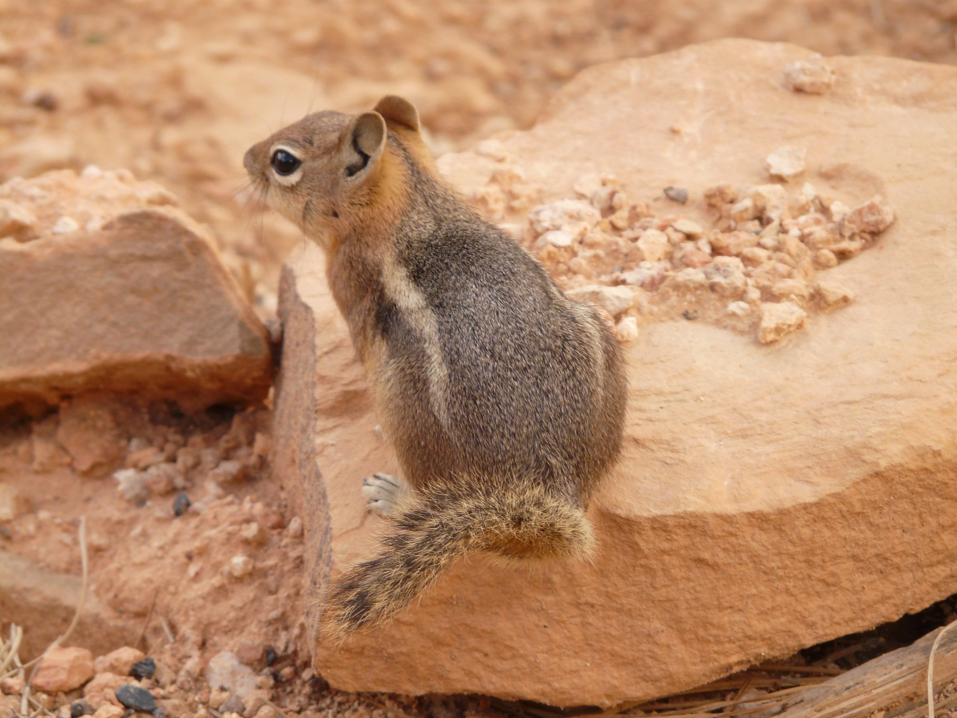 focus on foreground, rodent, vertebrate, 2K, furry, no people, chipmunk, spermophilus lateralis, fur, rock, side view, squirrel, animals in the wild, golden mantled ground squirrel, HD Wallpaper