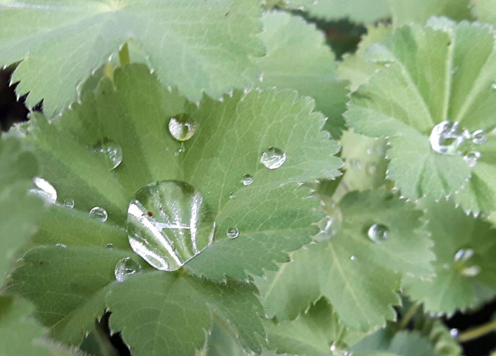 drop, water drops, no people, plant, freshness, full frame, growth, wet, leaves, day, pot plant, outdoors, beauty in nature, garden, close-up, fresh, ladys mantle, HD Wallpaper
