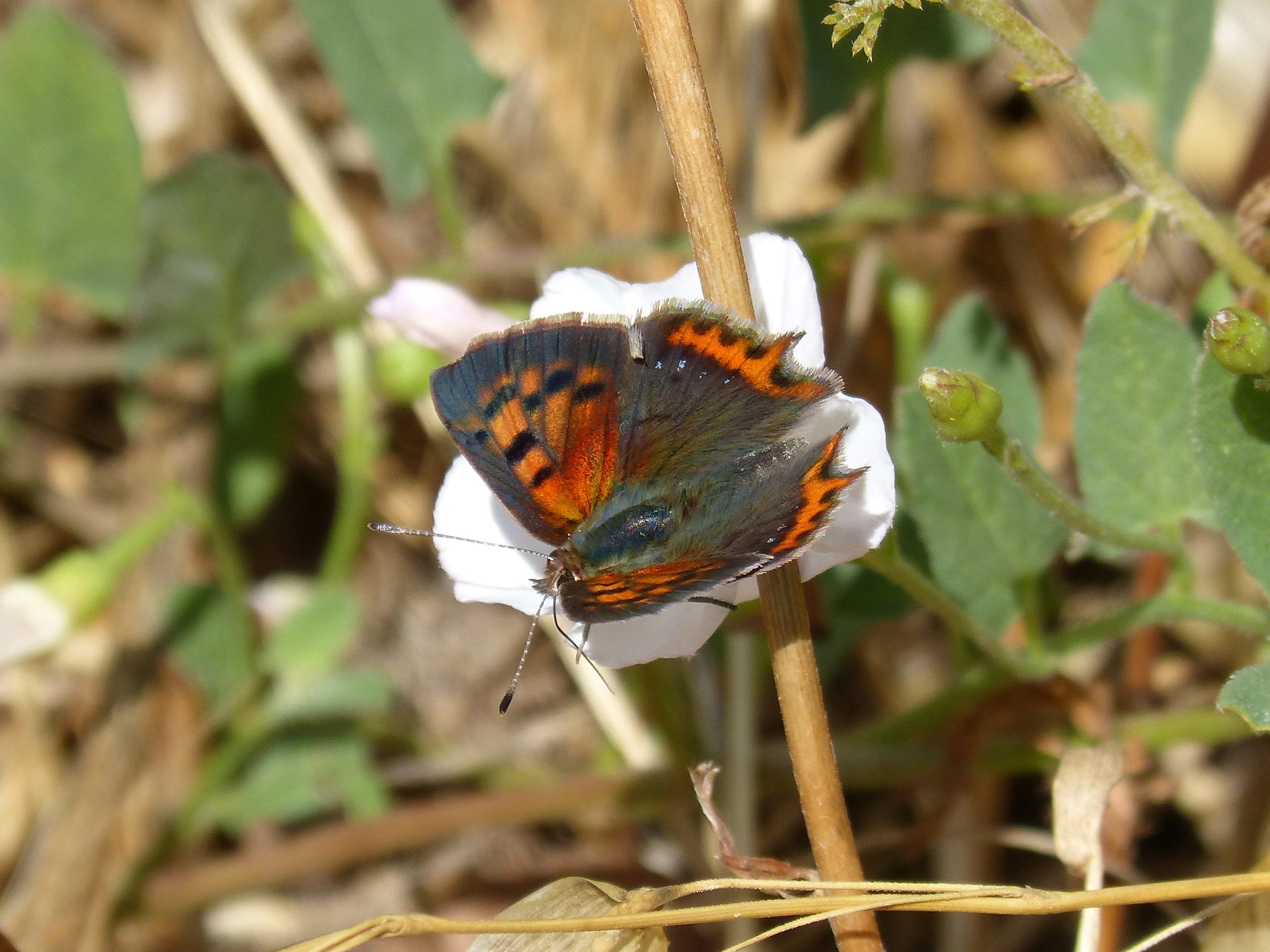 focus on foreground, nature, 2K, lycaena, day, green color, animal themes, animals in the wild, close-up, one animal, butterfly - insect, Lycaena Phlaeas, HD Wallpaper