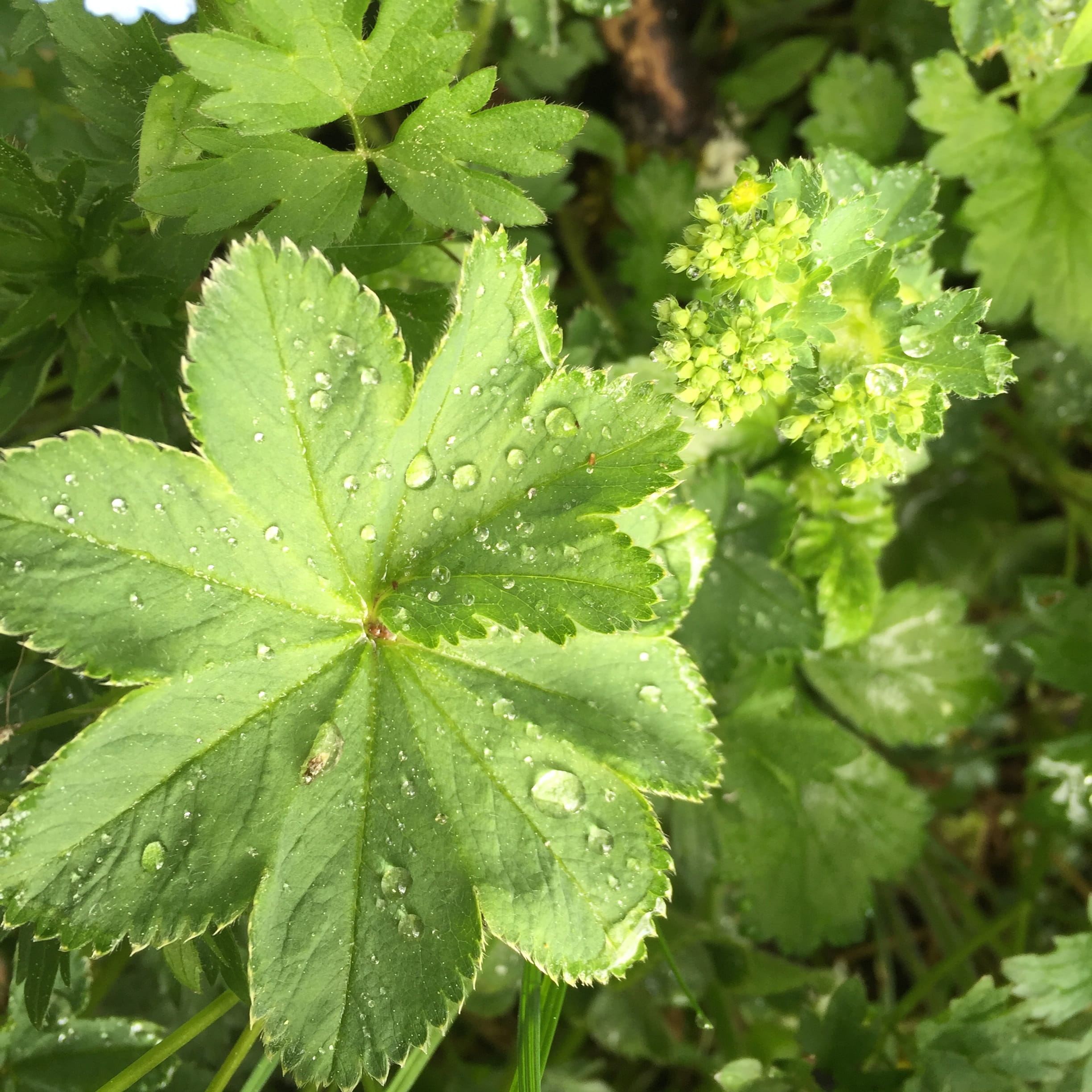 LadyS Mantle, nature, no people, leaves, green color, outdoors, beauty in nature, growth, Dew, plant part, close-up, wet, freshness, rain, water, Plant, Phone HD Wallpaper