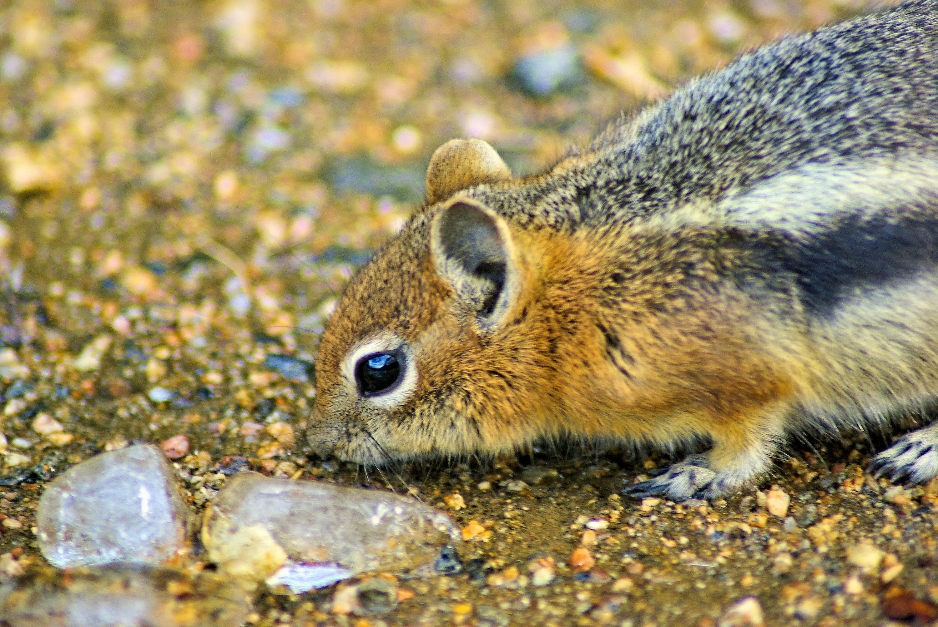 animal head, tail, close-up, ground, park, wild, cute, mountain, animal body part, wildlife, golden, whisker, animal wildlife, mantled, one animal, callospermophilus, HD Wallpaper