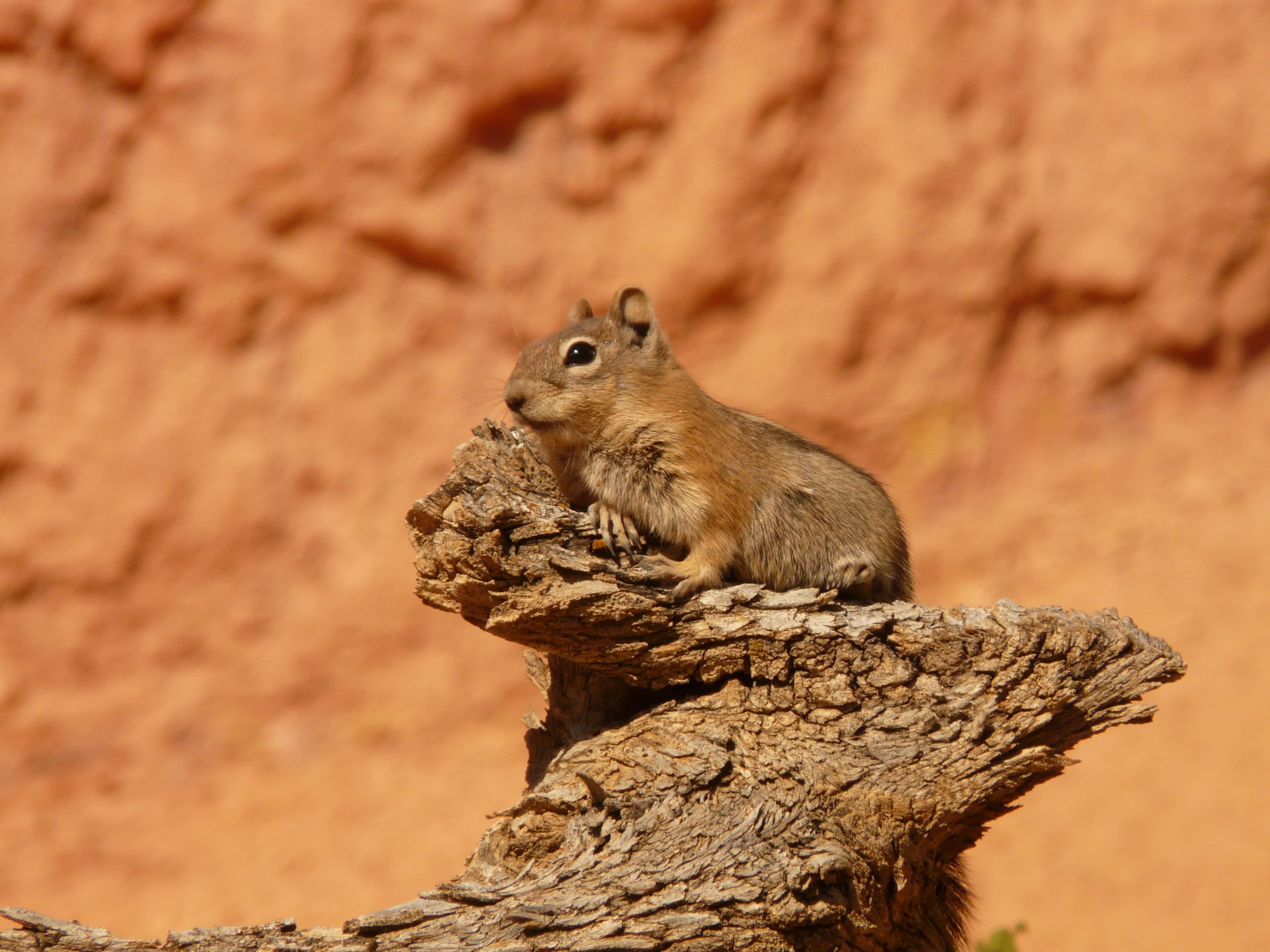 mammal, croissant, animal, rodent, cute, squirrel, furry, wood - material, profile view, tree, golden mantled ground squirrel, chipmunk, 2K, nager, nature, HD Wallpaper