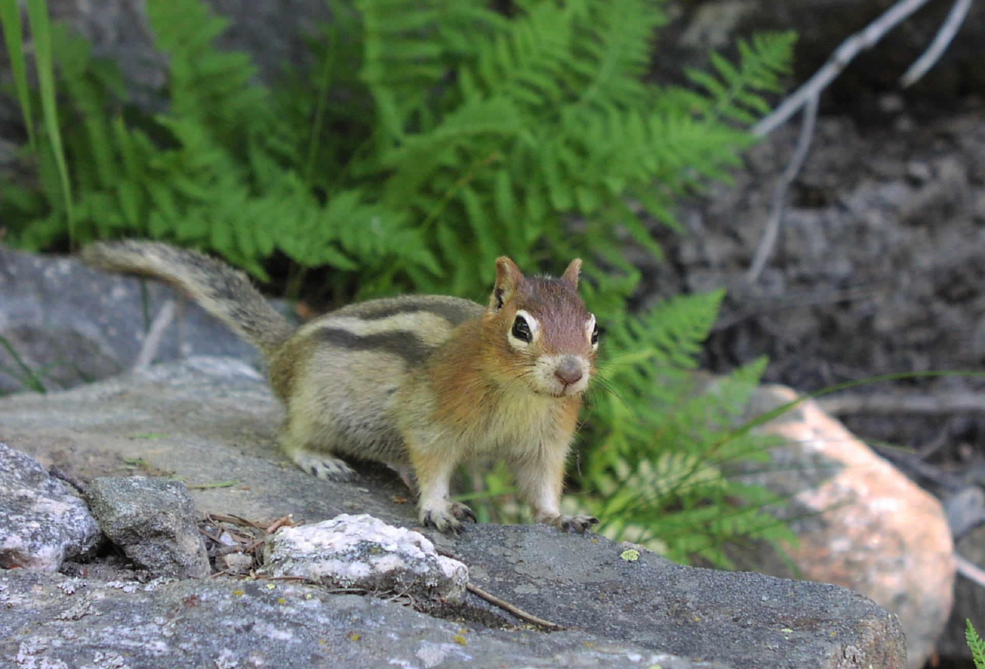 portrait, plant, gray, day, no people, top, fur, rodent, squirrel, nature, animals in the wild, rock - object, one animal, golden mantled ground squirrel, HD Wallpaper