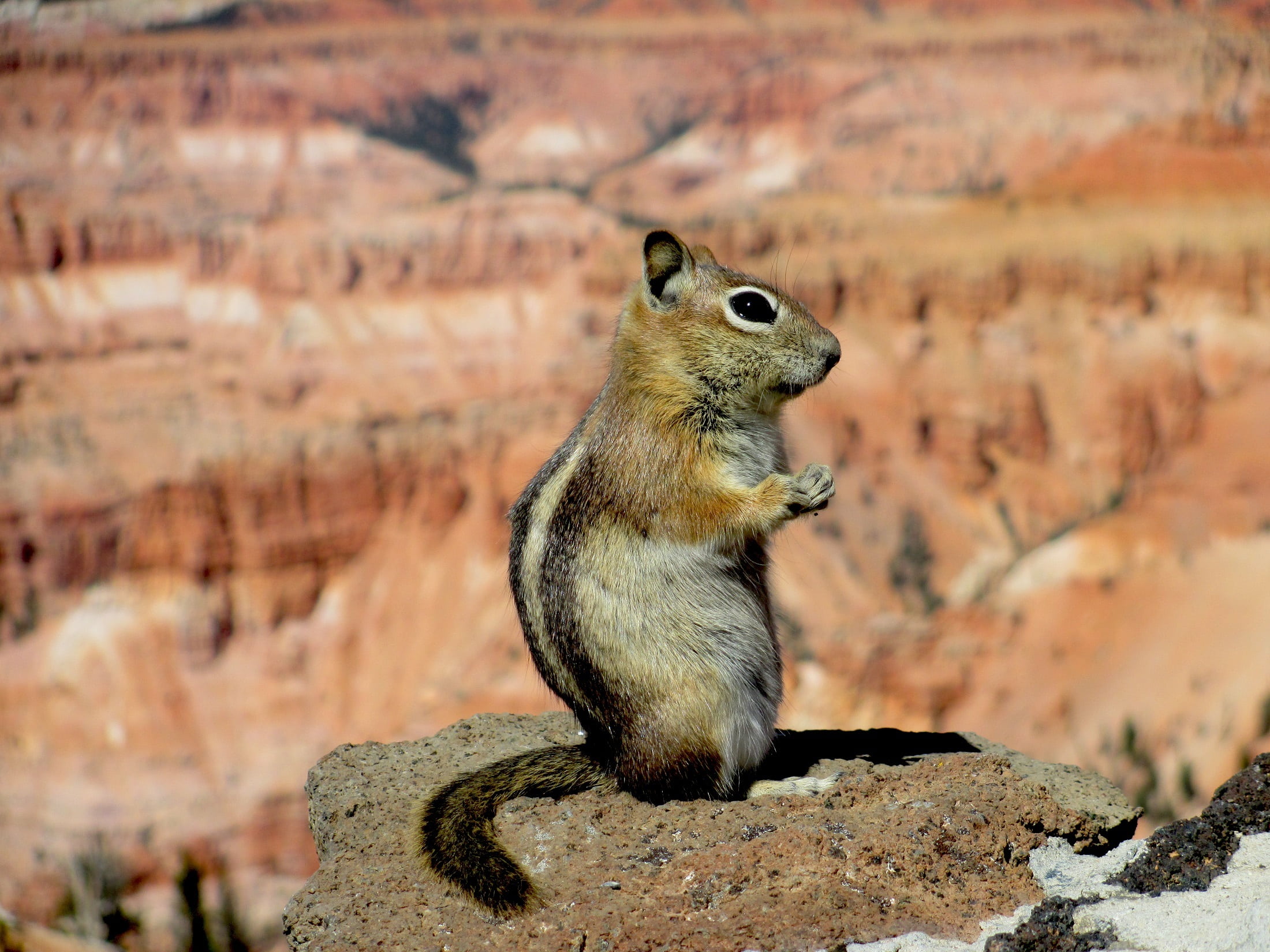 day, sitting, stone, animal themes, one animal, cedar breaks national monument, rock, cute, profile, rock - object, animals in the wild, portrait, 1080P, HD Wallpaper
