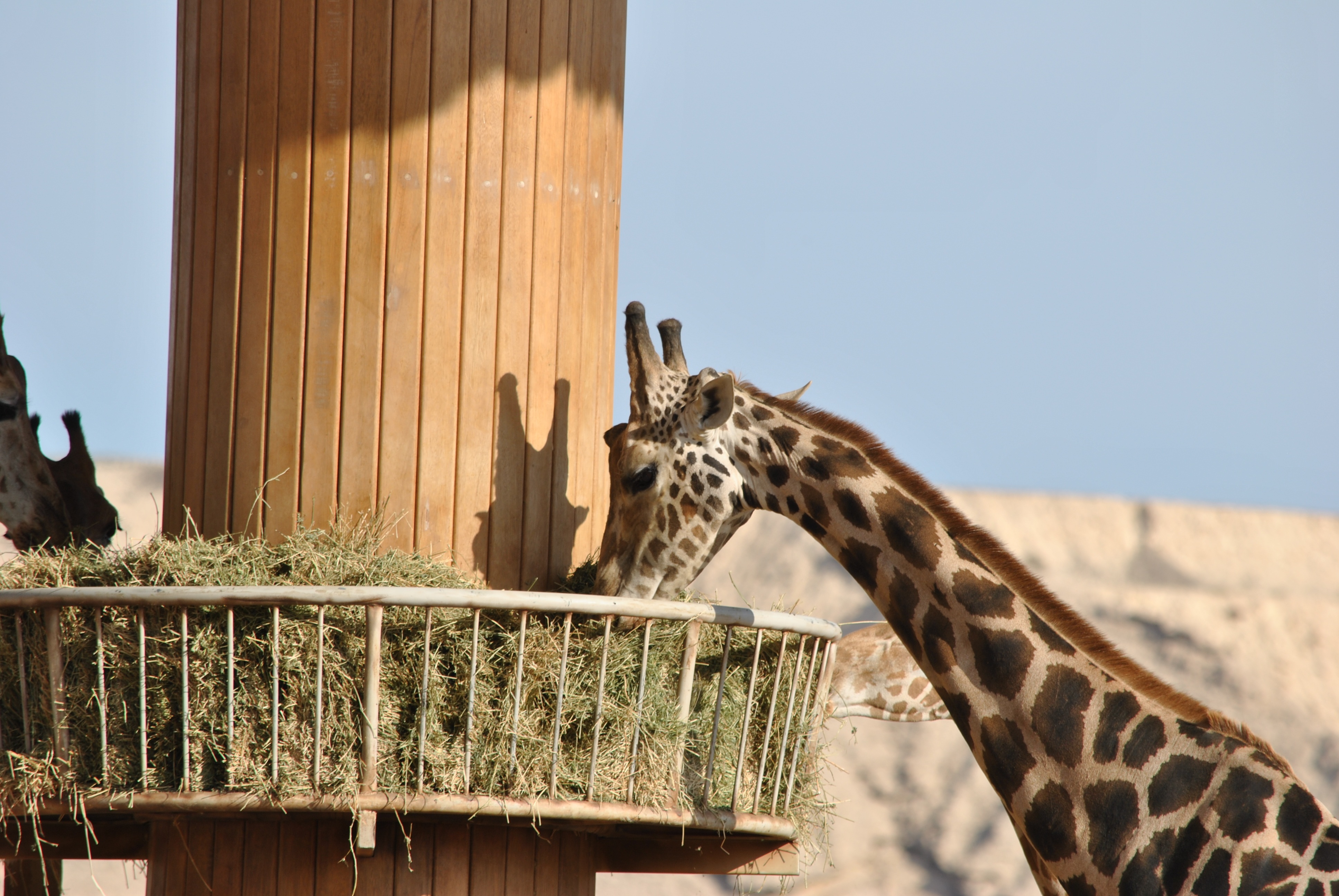 giraffes, giraffe, outdoors, no people, 4K, animal, mantle, savannah, mammal, africa, animals, herbivorous, spotted, manto, photographic, zoo, sky, animal body part, HD Wallpaper