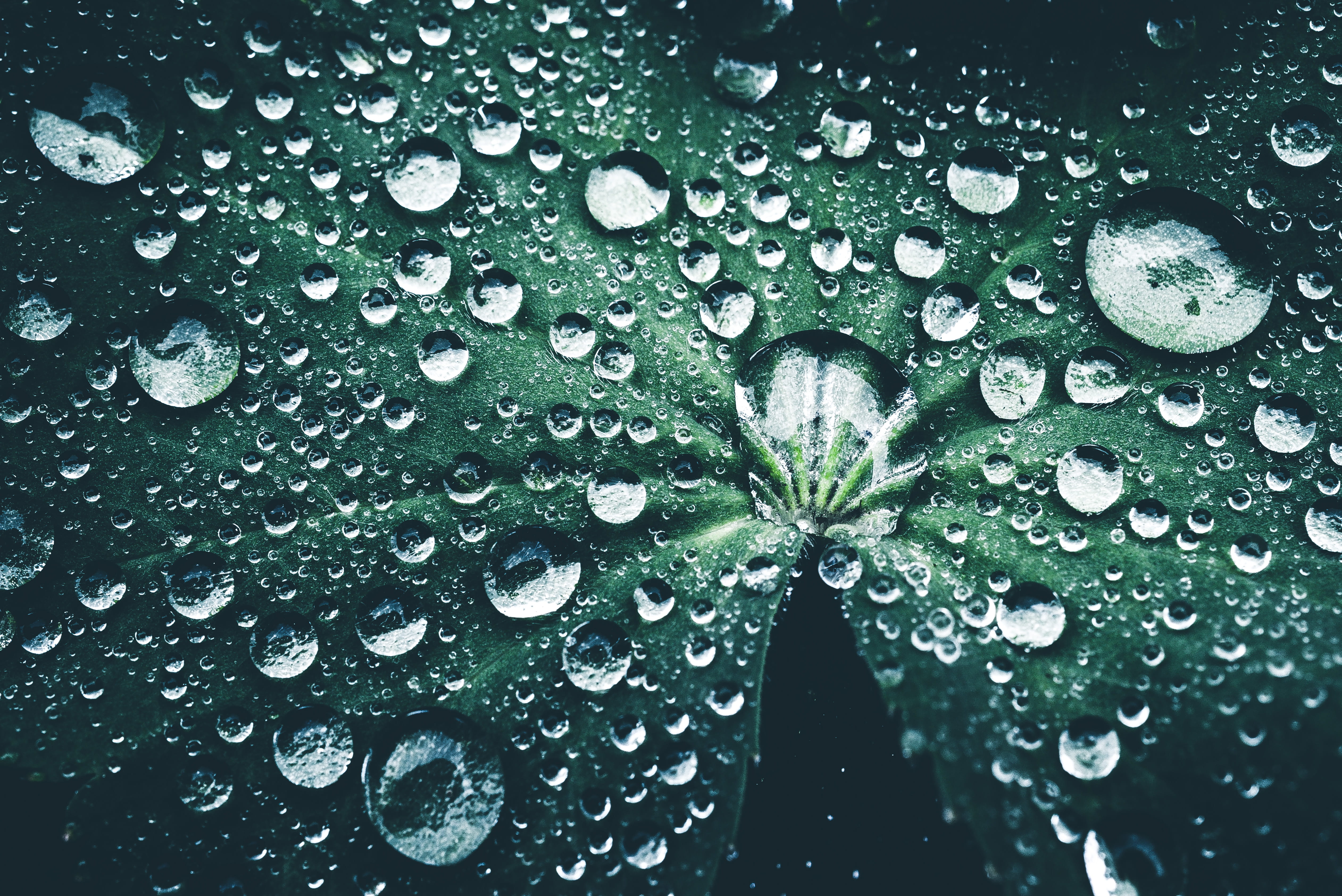no people, purity, flower, water, rainy season, full frame, beauty in nature, green color, close-up, lotus, raindrop, waterdrops, freshness, ladys mantle, HD Wallpaper