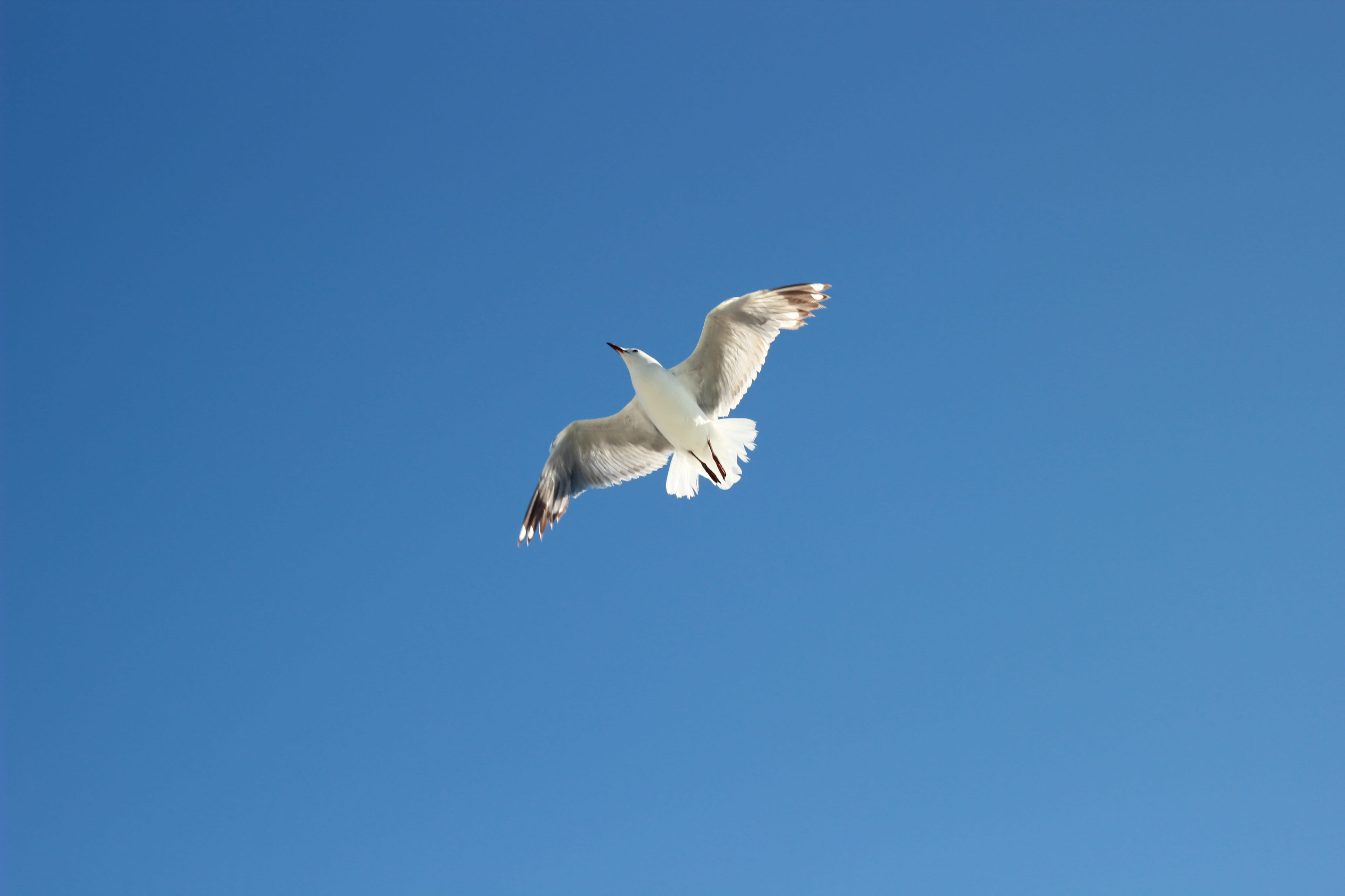 ship, blue sky, beach, dom, outdoor, wildlife, coast, sea, life, landscape, feather, sky, day, spread wings, fly, travel, wing, copy space, beak, animals in the wild, HD Wallpaper