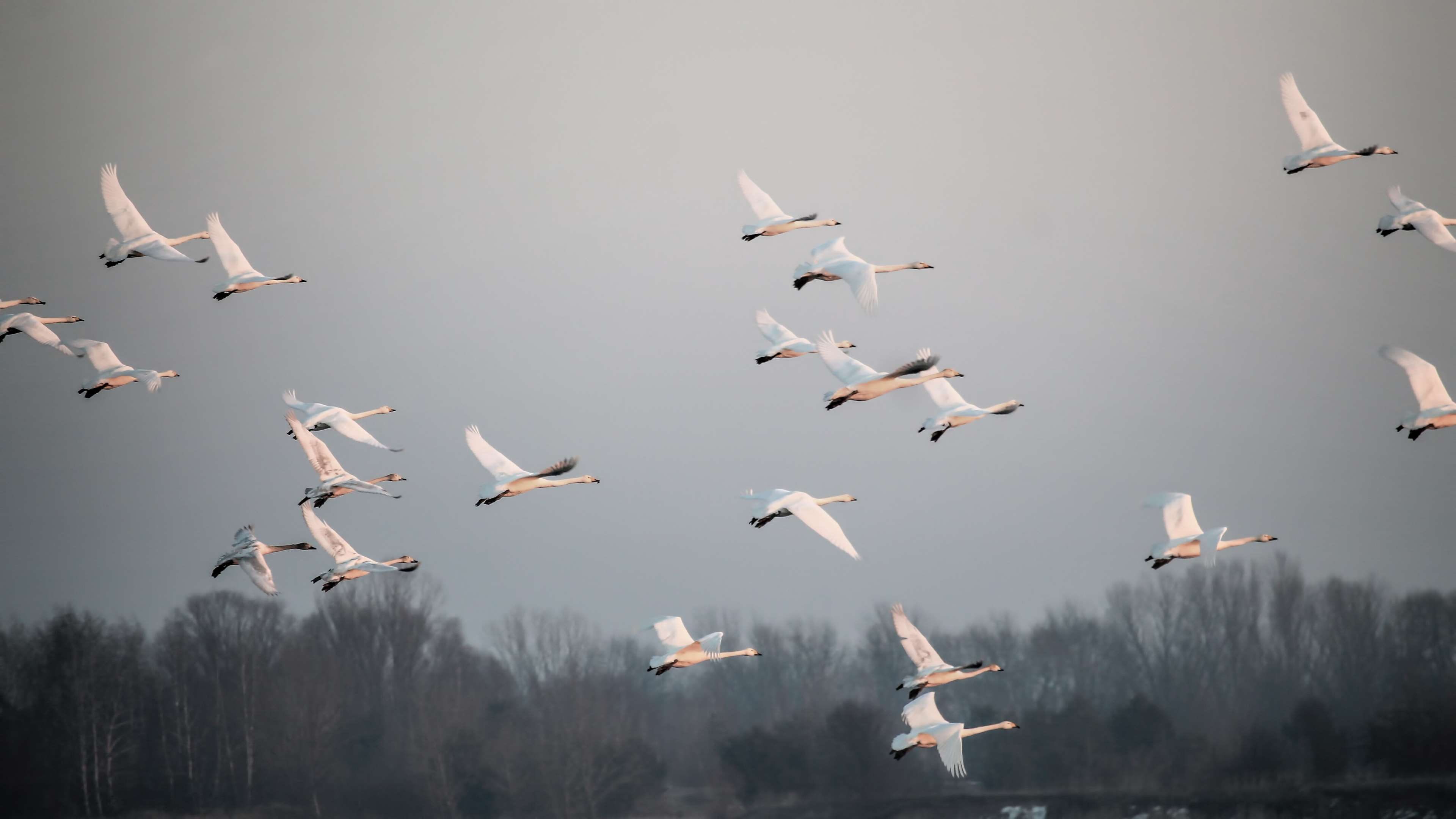 seagulls, flight, beauty in nature, animal themes, vertebrate, spread wings, avian, plumage, wings, flock, animal wildlife, animals in the wild, group, HD Wallpaper