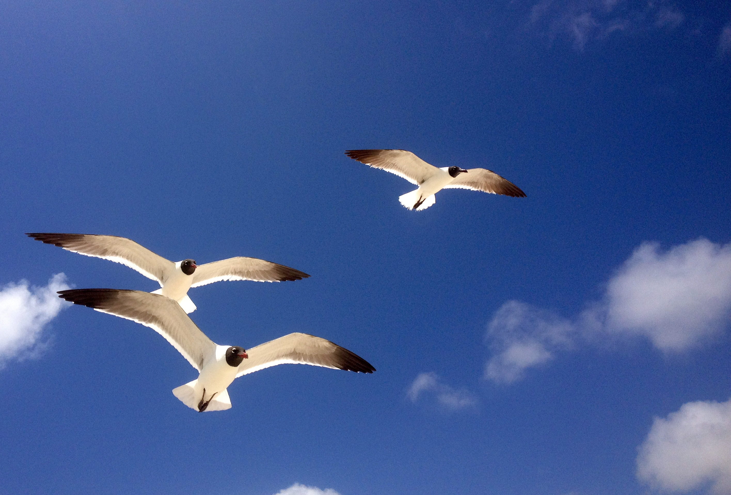 cloud - sky, sky, animal themes, sea, animal, nature, vertebrate, feather, low angle view, ocean, beach, spread wings, flight, day, animals in the wild, HD Wallpaper