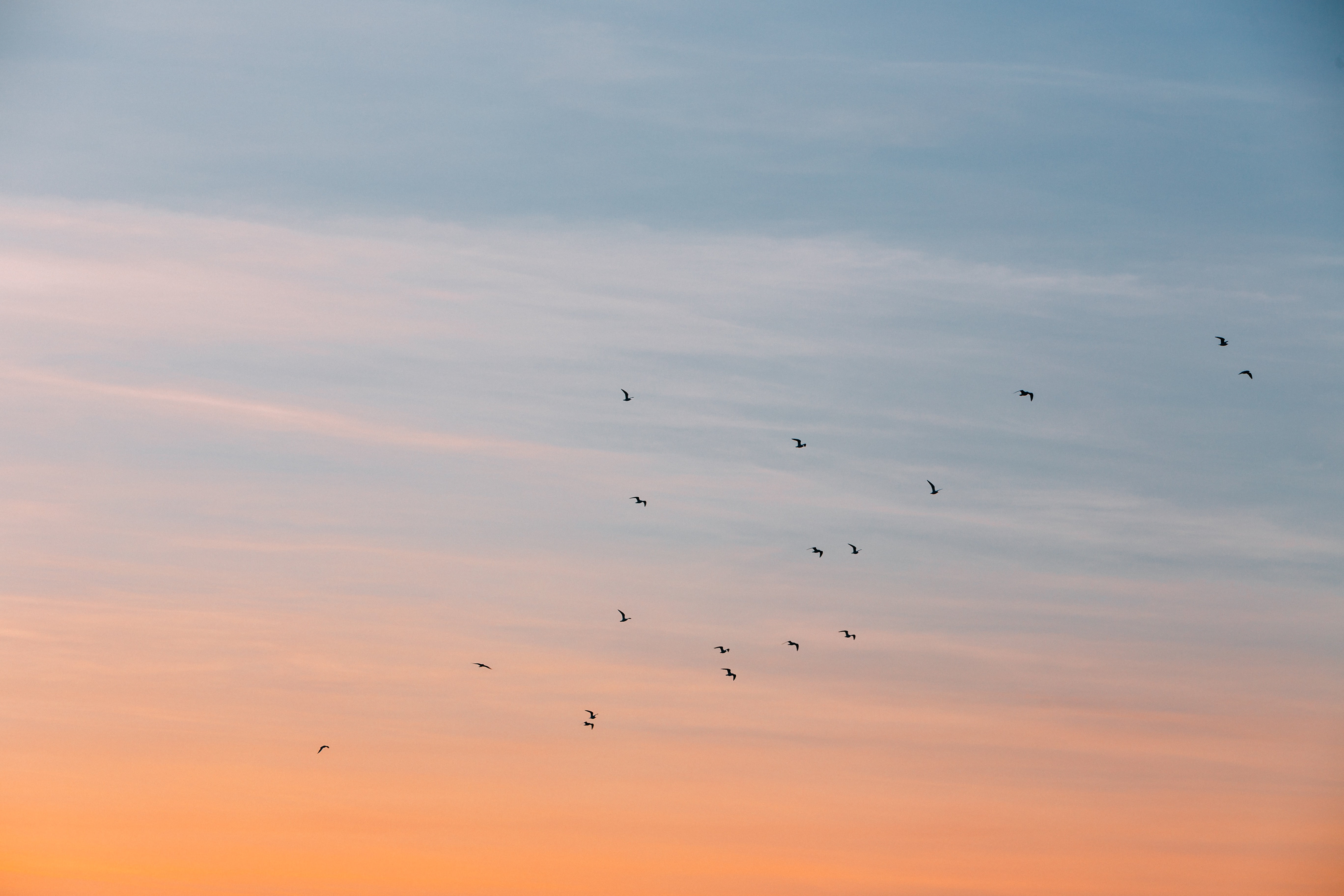 animal wildlife, flock of birds, animals in the wild, vertebrate, sky, bird, sunset, birds, orange color, scenics - nature, migrating, low, animal themes, HD Wallpaper