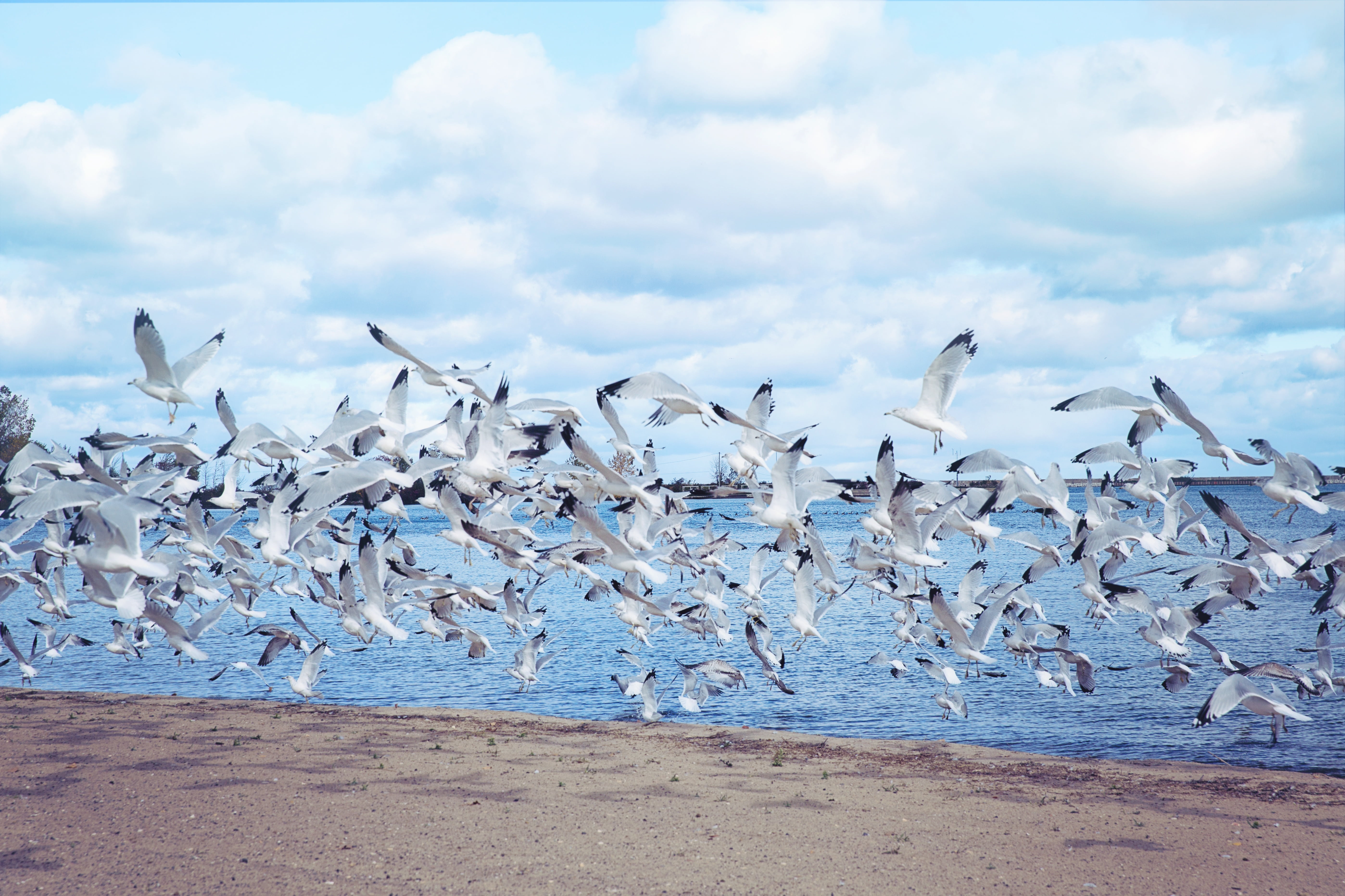 no people, animals in the wild, blue, cloud - sky, lake, seagull, animal, flock, sky, seagulls, sea gulls, land, birds, flight, sea, animal themes, natural, HD Wallpaper