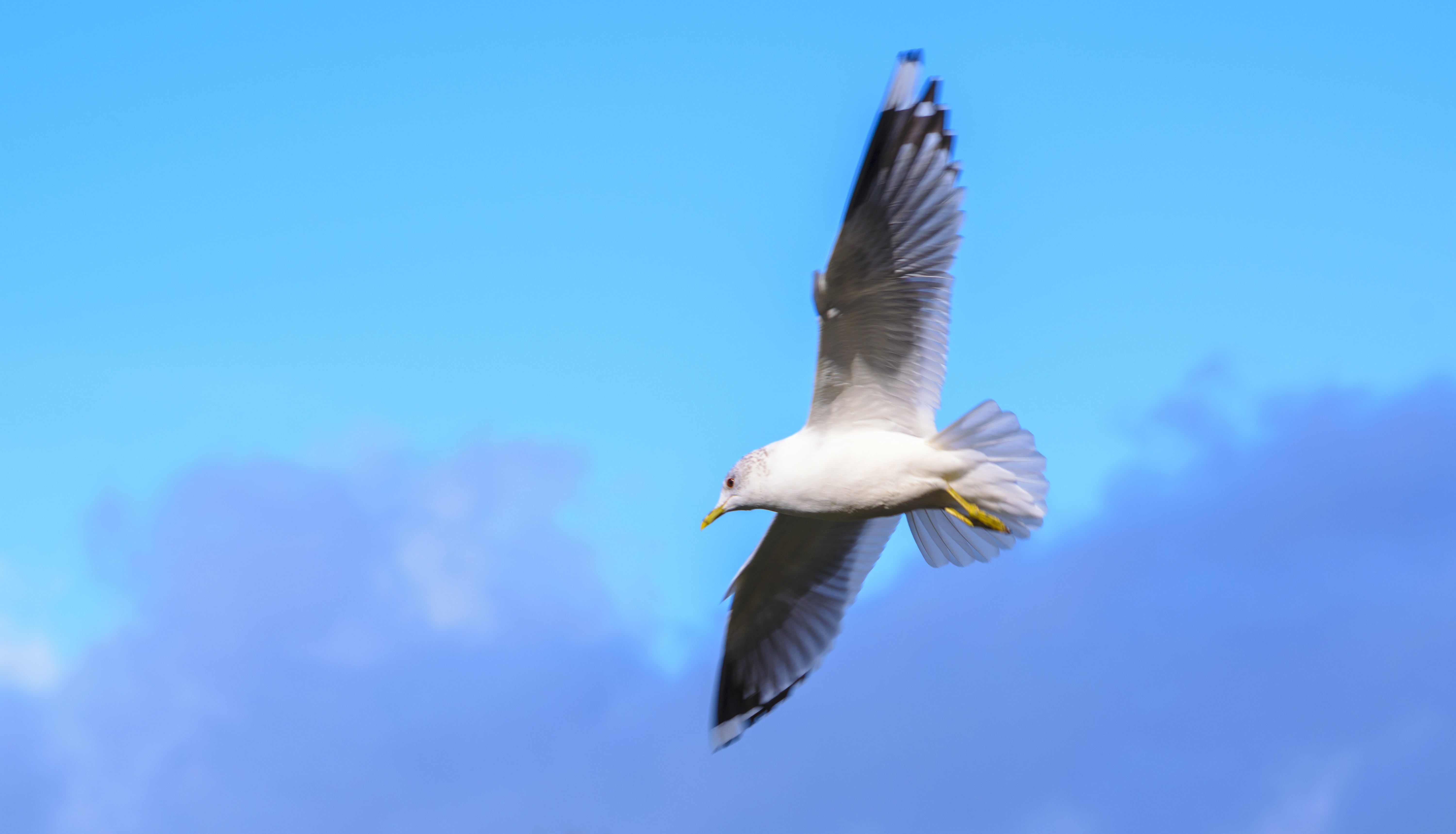 wind, sunny, bird, seabird, motion, clear sky, flight, mid-air, wing, one, dom, no people, nature, wild, animal wildlife, animal, low angle view, outdoors, HD Wallpaper