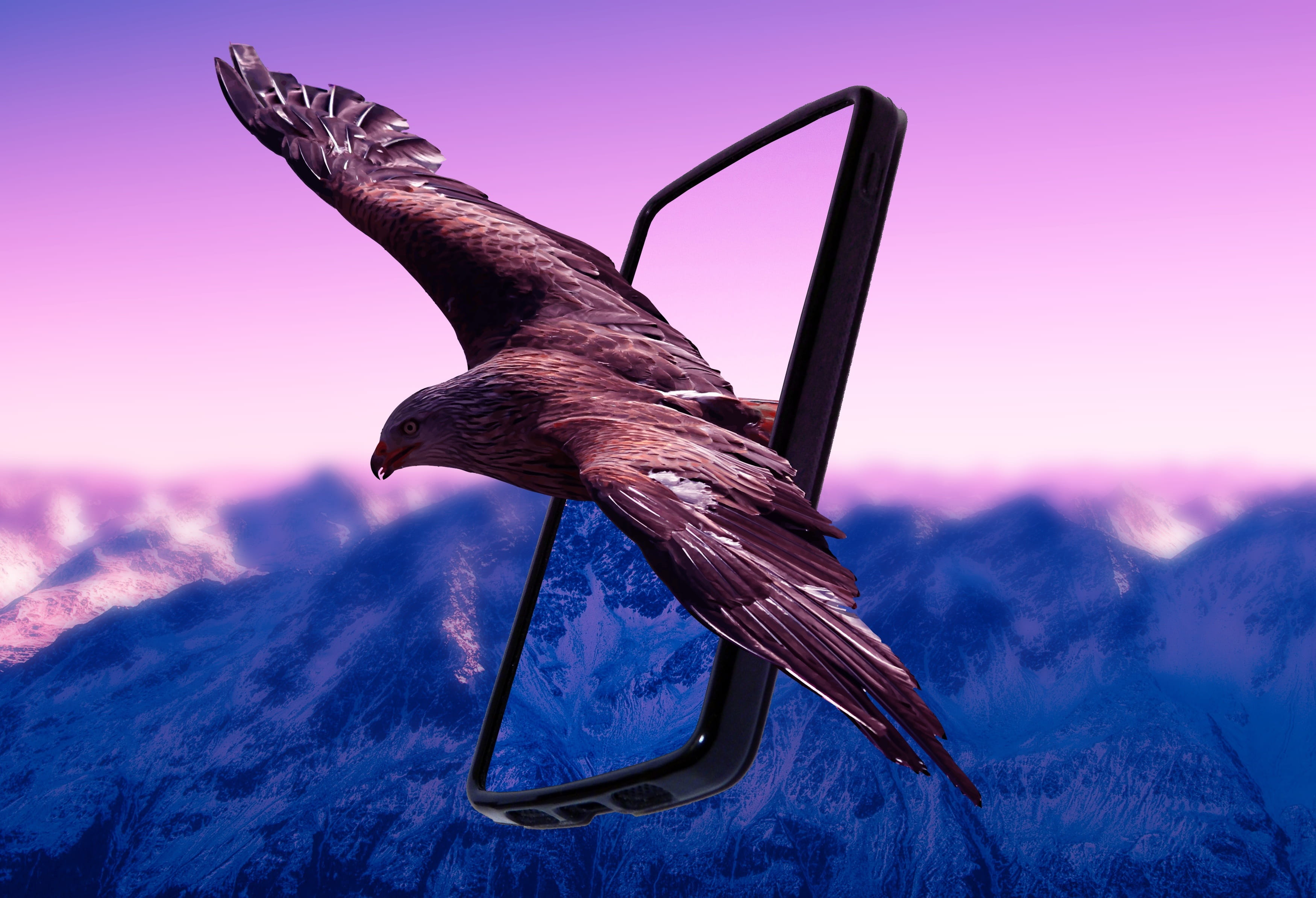 view, environment, sunset, nature, animals in the wild, wildlife, beak, fly, beauty in nature, animal, scenics - nature, bird, heaven, dom, wing, purple, HD Wallpaper