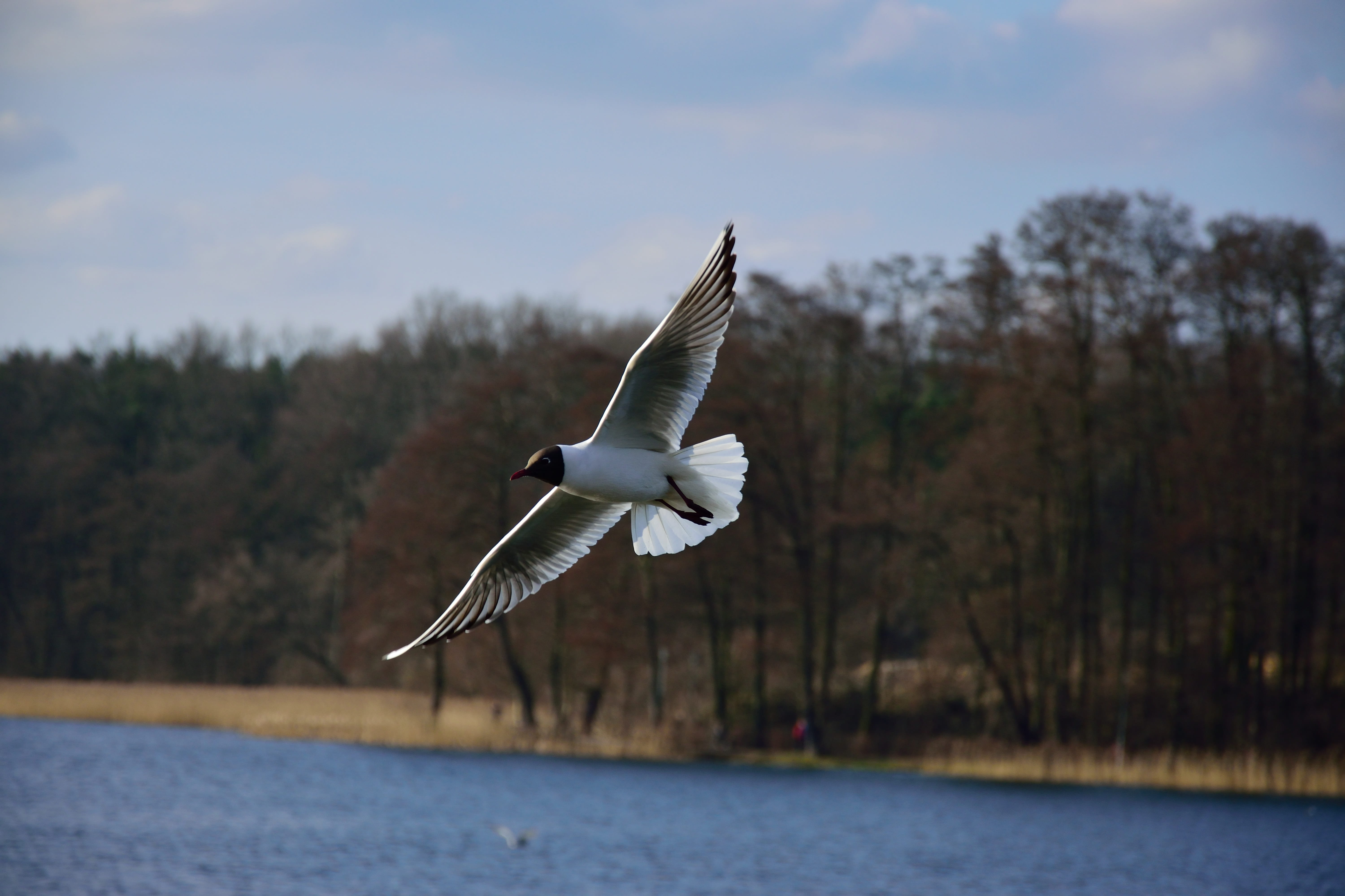 ocean shore, mid-air, water, gull, flying, 5K, waterfront, no people, flight, woods, background, tree, river, forest, sky, beauty in nature, wild, wildlife, HD Wallpaper