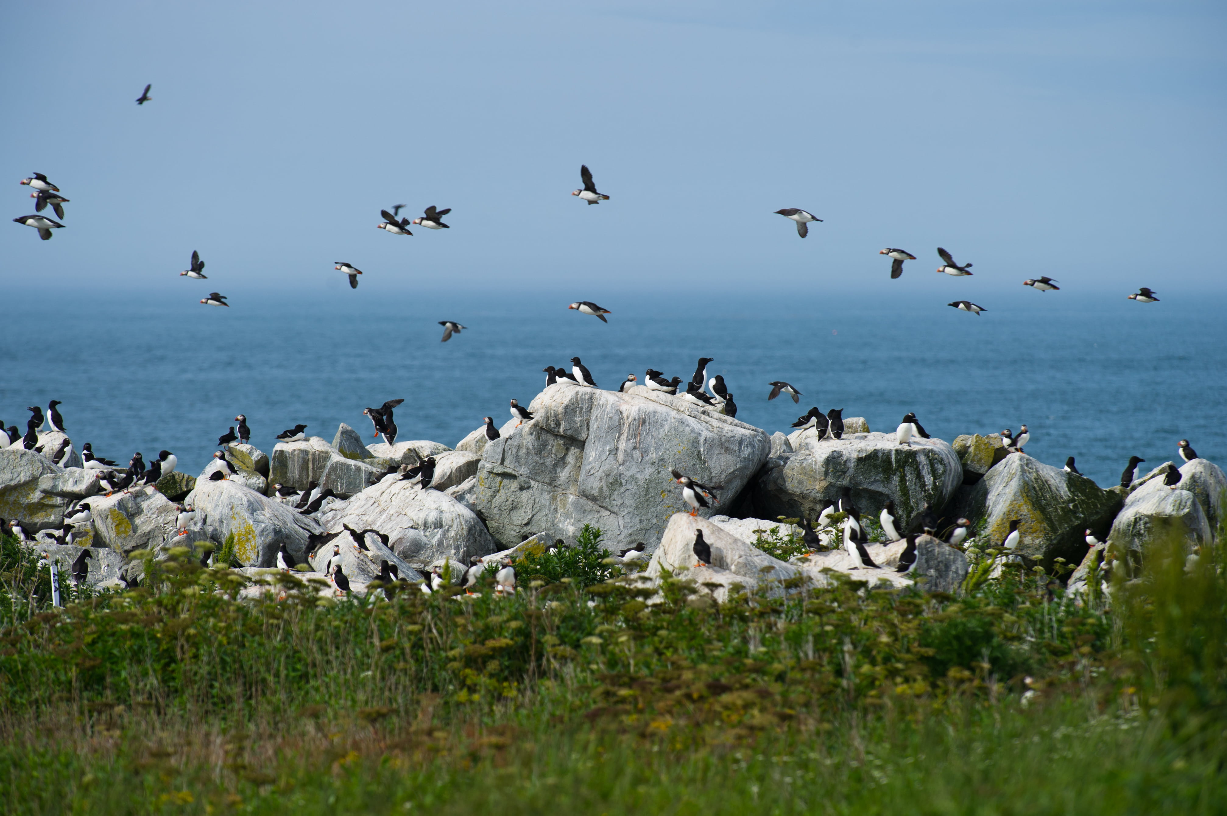 puffins, sky, water, rock, bird, solid, forest, seagull, fly, group of animals, woods, feather, clouds, animal themes, vertebrate, colony, day, large group of animals, HD Wallpaper