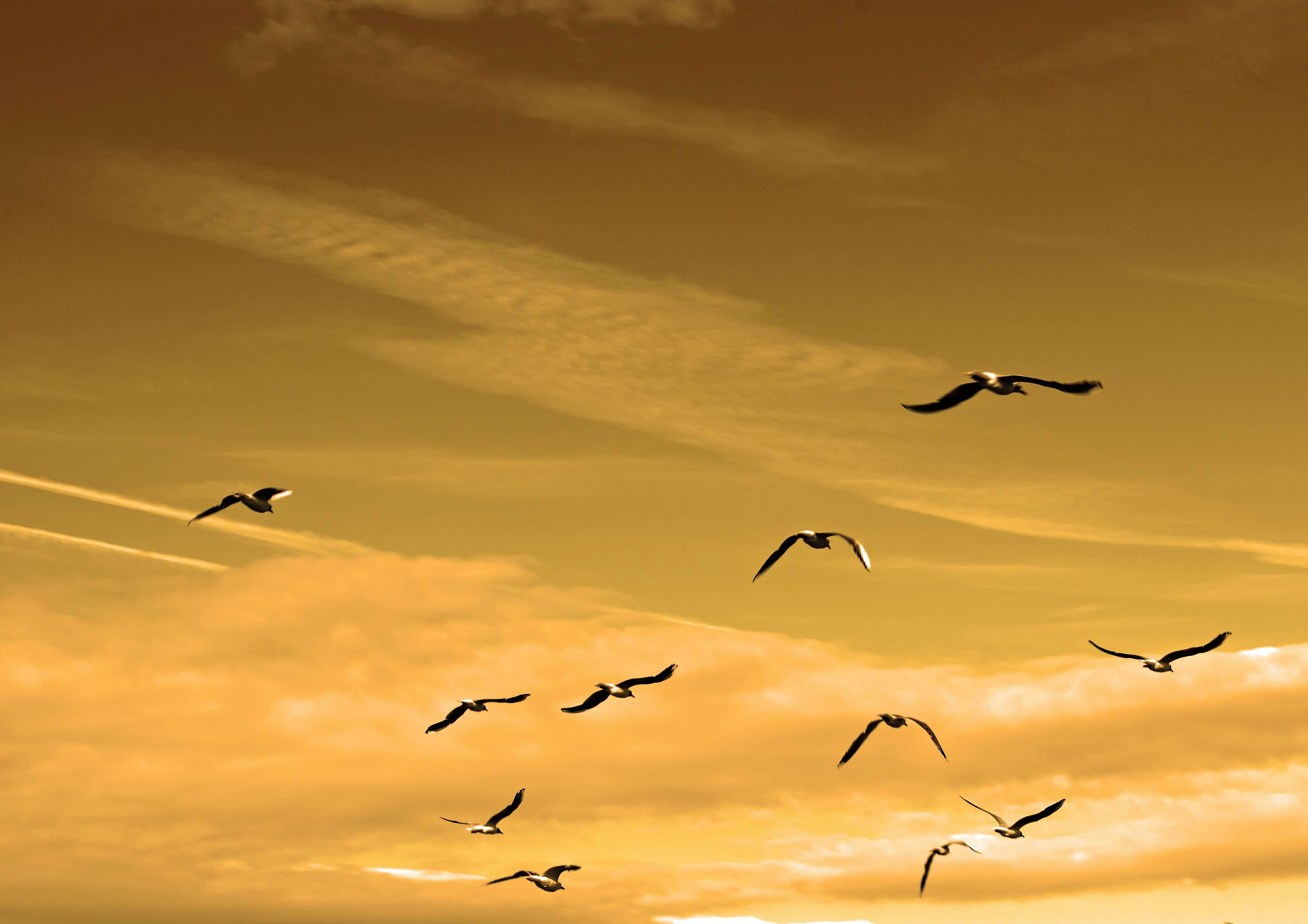 animal themes, concept, feather, outdoors, bird, no people, order, orange color, power, mid-air, dom, large group of animals, silhouette, animals, beauty in nature, HD Wallpaper
