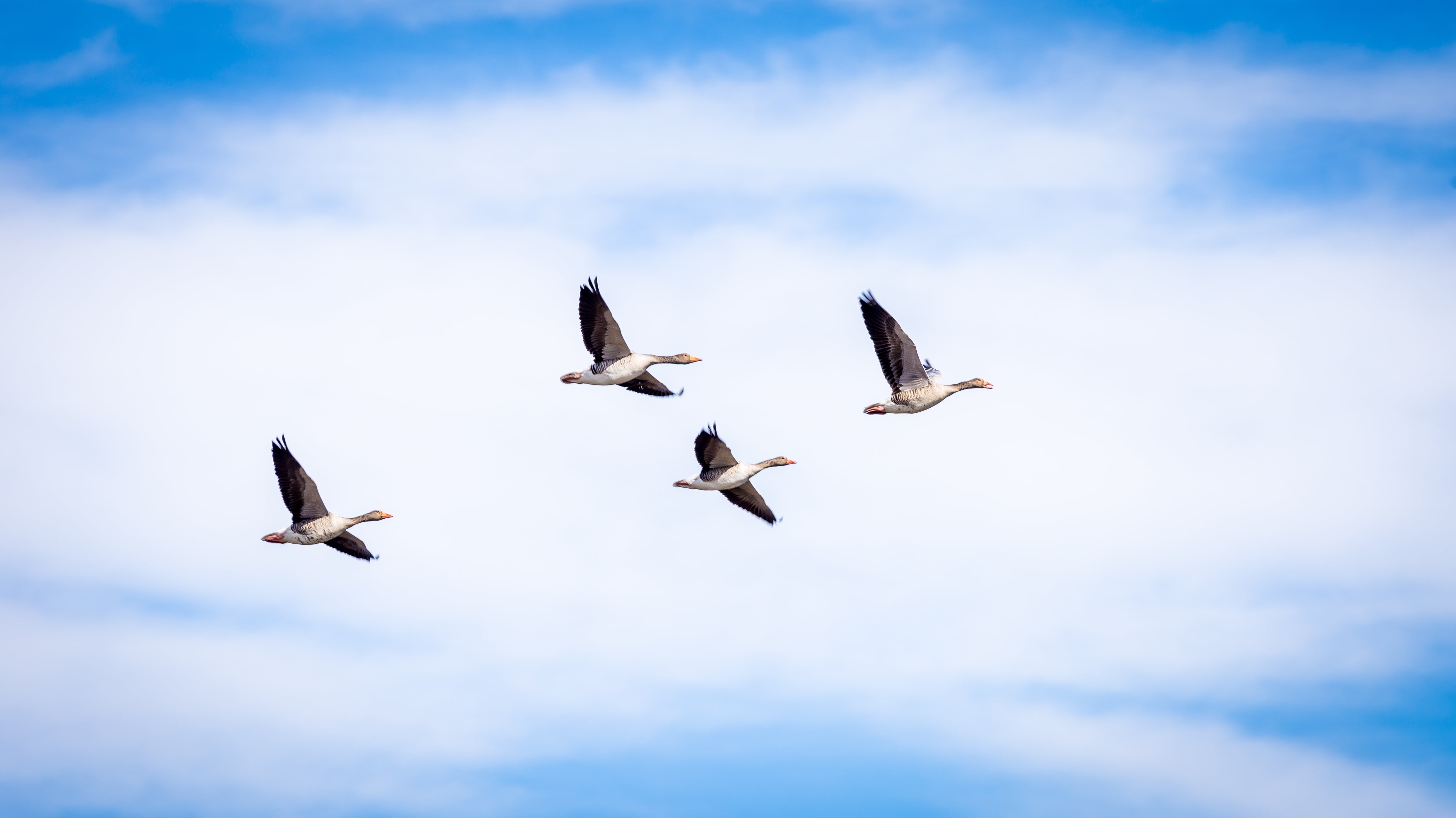 greylag, vertebrate, wildlife, low angle view, three, cloud - sky, isolated, flock, stork, goose, spring, bird, beauty in nature, day, europe, flight, wild, HD Wallpaper
