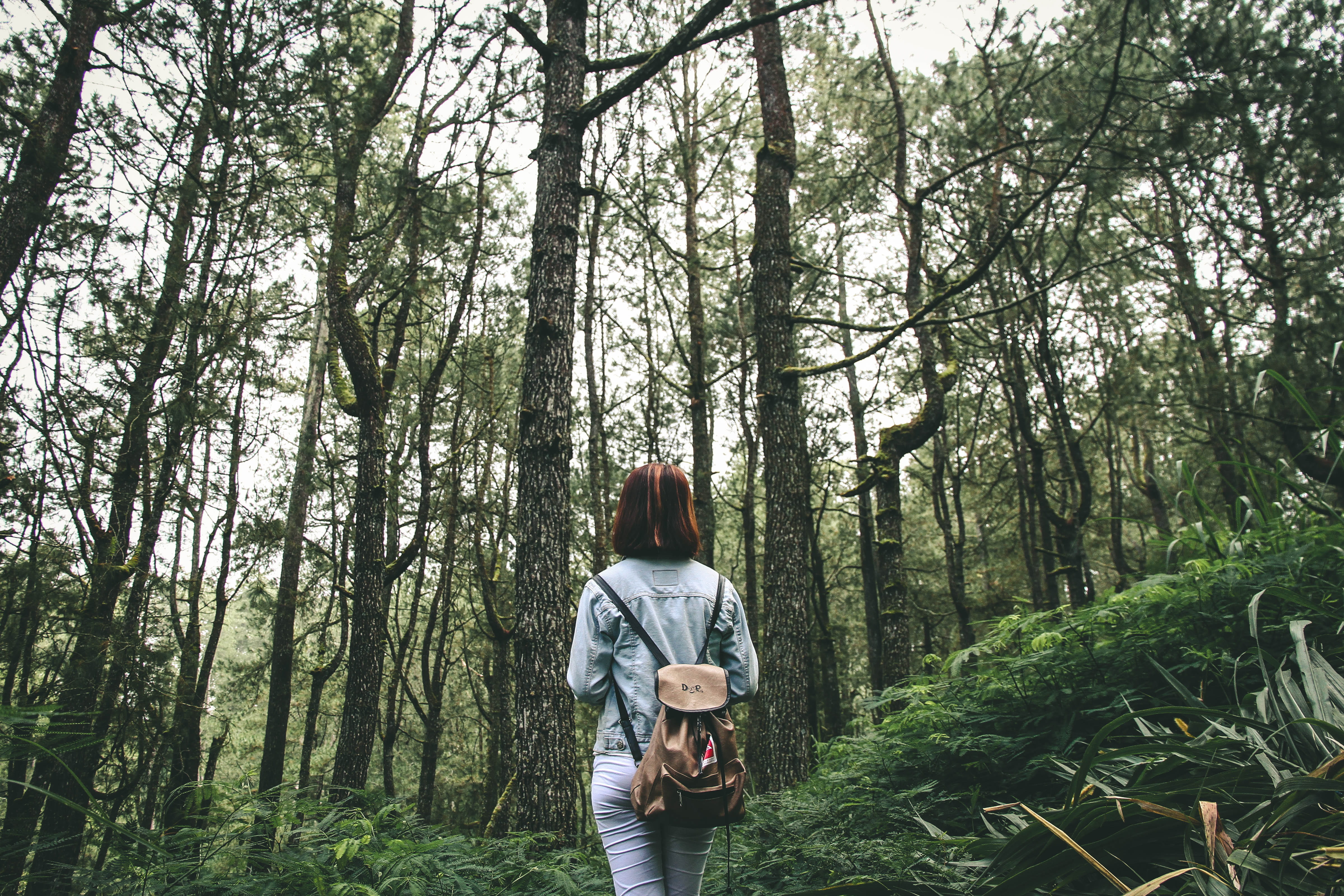 rear view, activity, land, person, tall, brown, leisure activity, real people, forest, casual clothing, surrounded, explore, lifestyles, adult, wearing, HD Wallpaper
