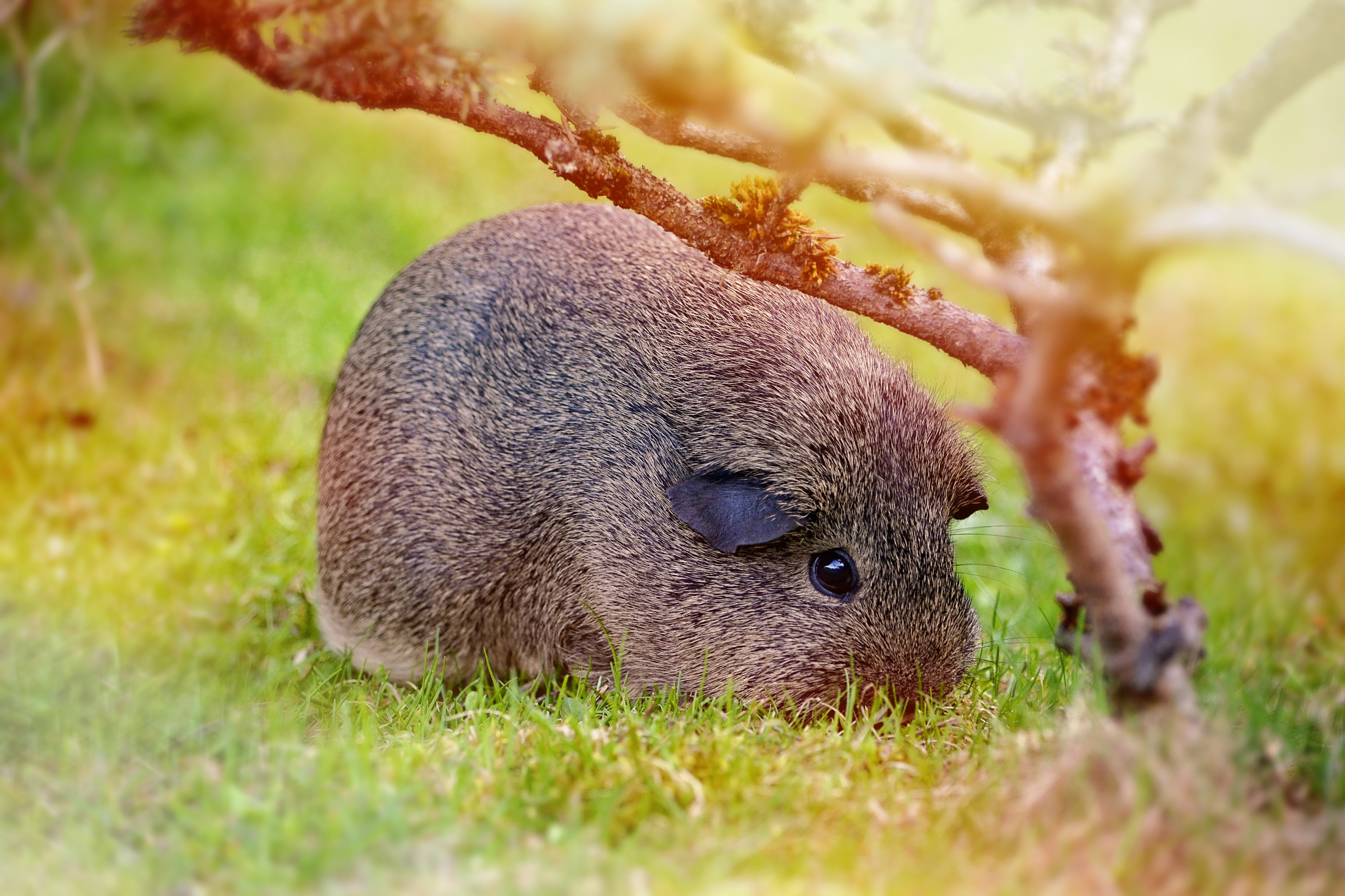 animal, small animal, grass, outdoors, meadow, Hair, vertebrate, animals in the wild, Smooth, day, mammal, no people, animal wildlife, lemonagouti, Guinea Pig, HD Wallpaper