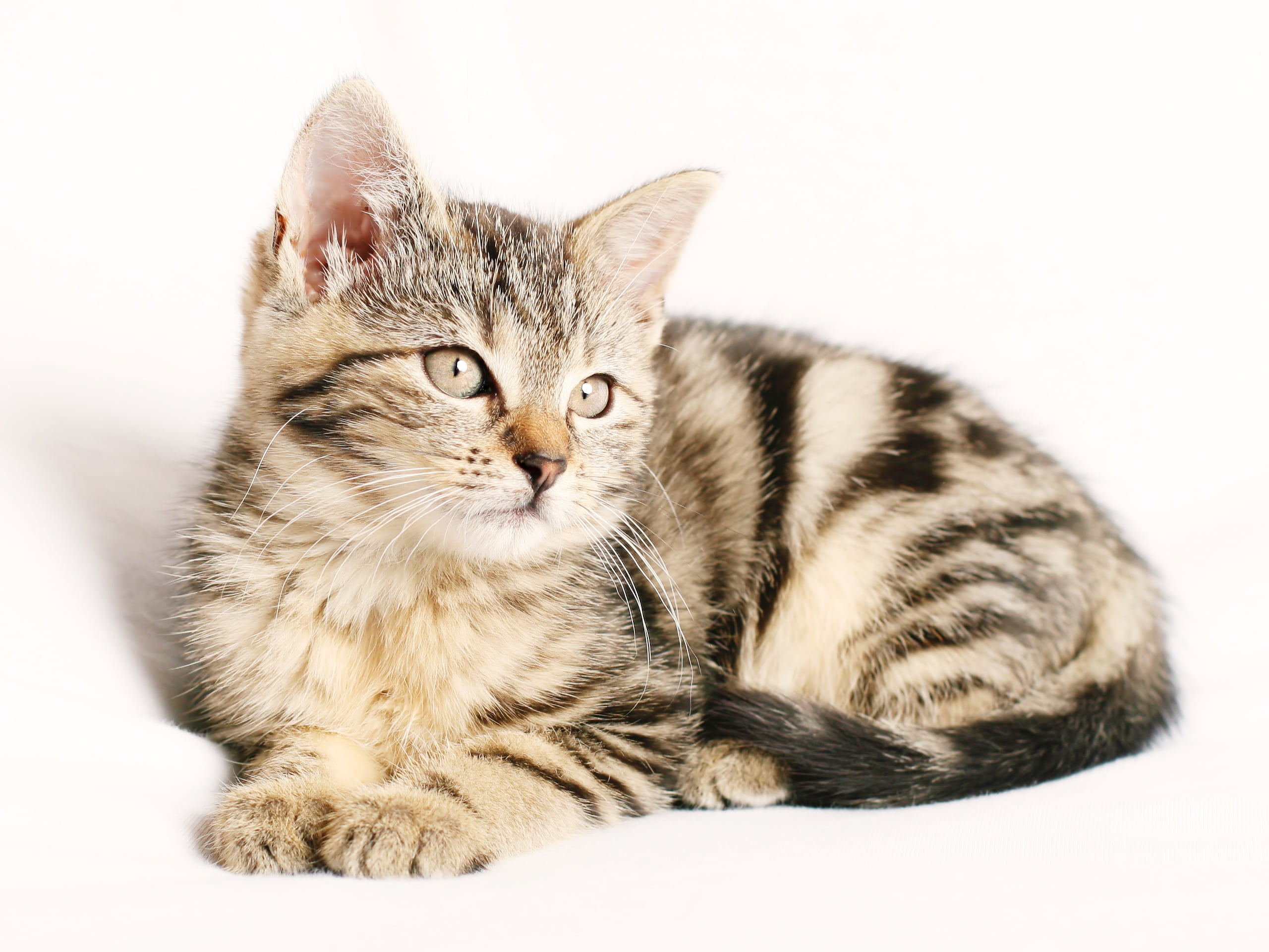 animal, domestic, background, white background, young animal, cat, animal themes, young, tabby, studio shot, indoors, maine coon cat, whisker, pets, 2K, HD Wallpaper
