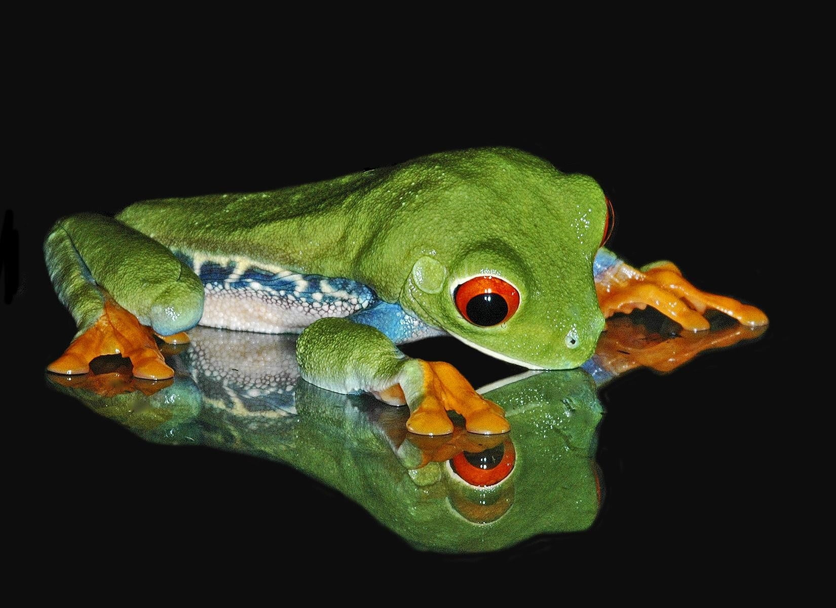 tree Frog, tropical Climate, animal themes, green Color, no people, forest, animal representation, rainforest, frog, looking, full length, studio shot, HD Wallpaper