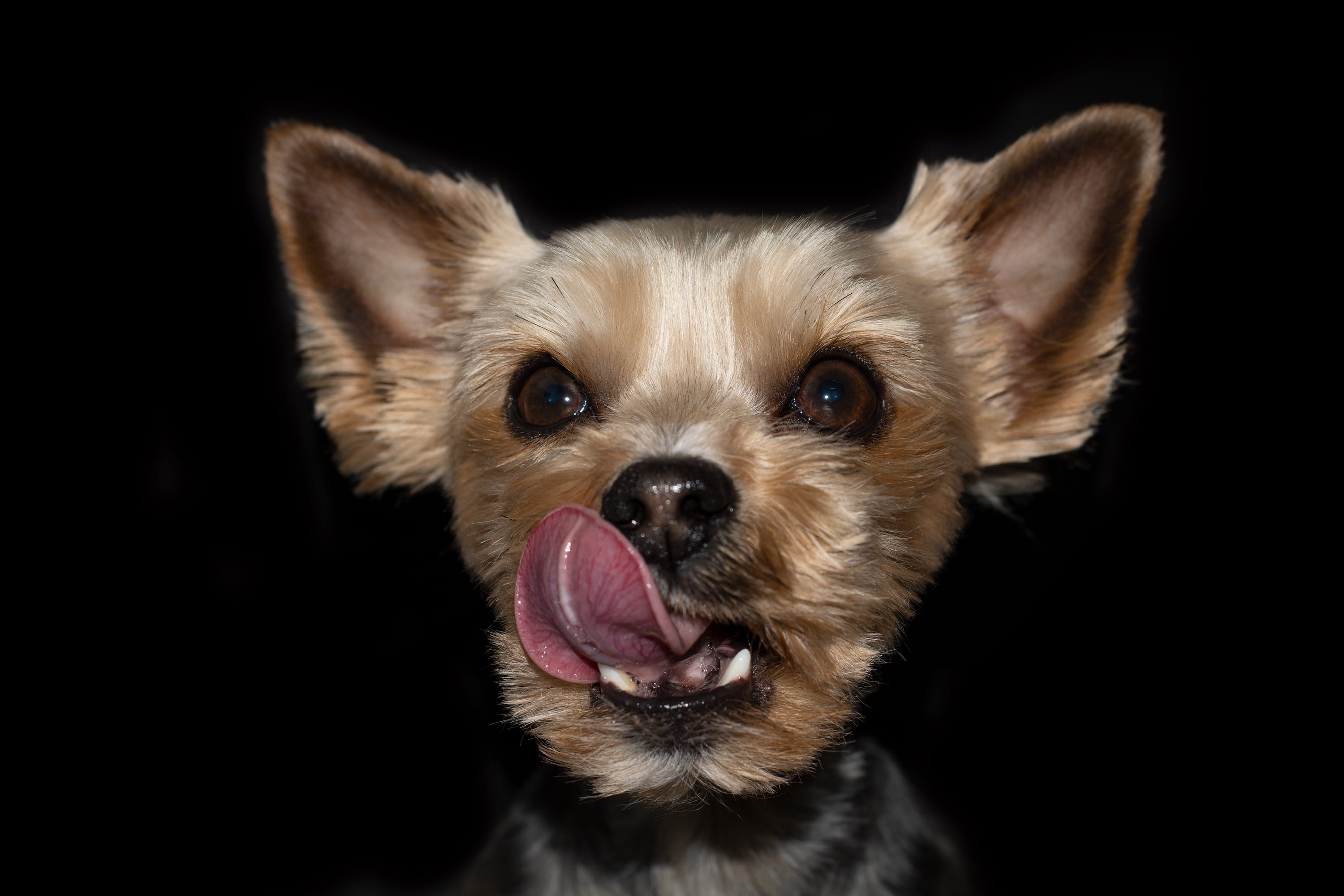 lap dog, animal world, mouth open, domestic animals, facial expression, one animal, mammal, animal head, animal themes, panting, close-up, small, domestic, HD Wallpaper