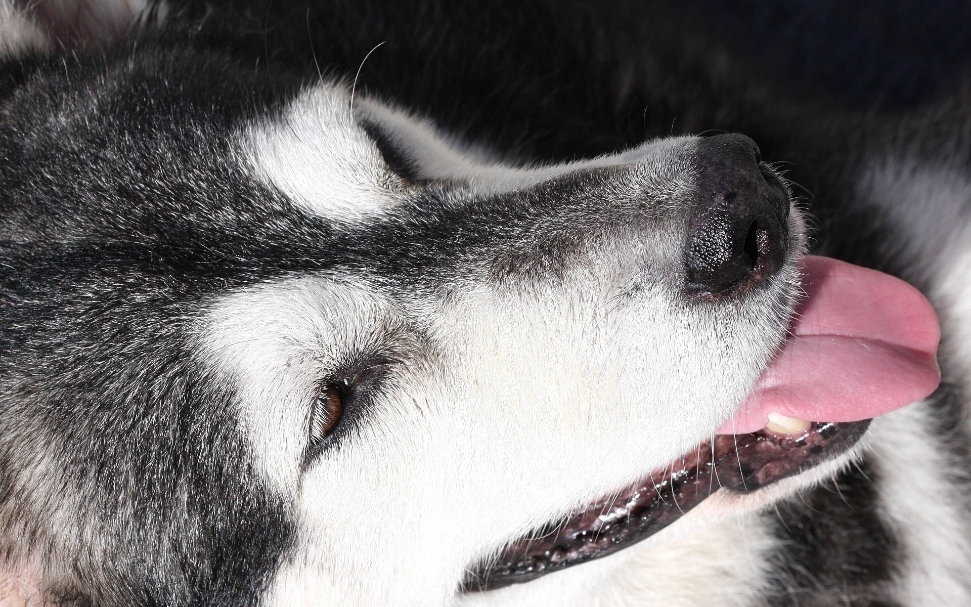 tongue, cute, siberia, animal Eye, siberian, animal body part, young Animal, 1080P, pets, canine, backgrounds, mammal, vertebrate, animal Nose, human Face, HD Wallpaper