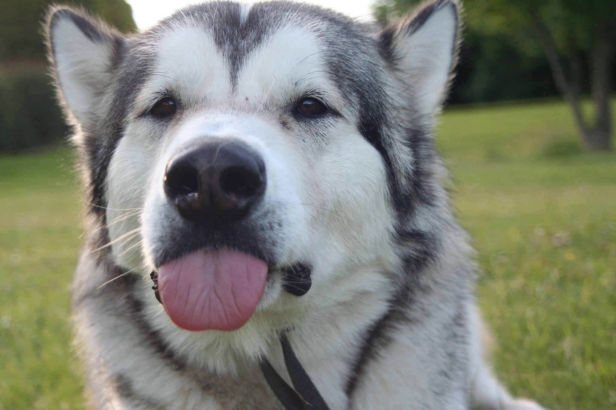 mouth open, beautiful, cute, siberian Husky, pets, animal Head, adult, canine, gray, animal mouth, day, no people, black Color, vertebrate, looking, one Animal, HD Wallpaper
