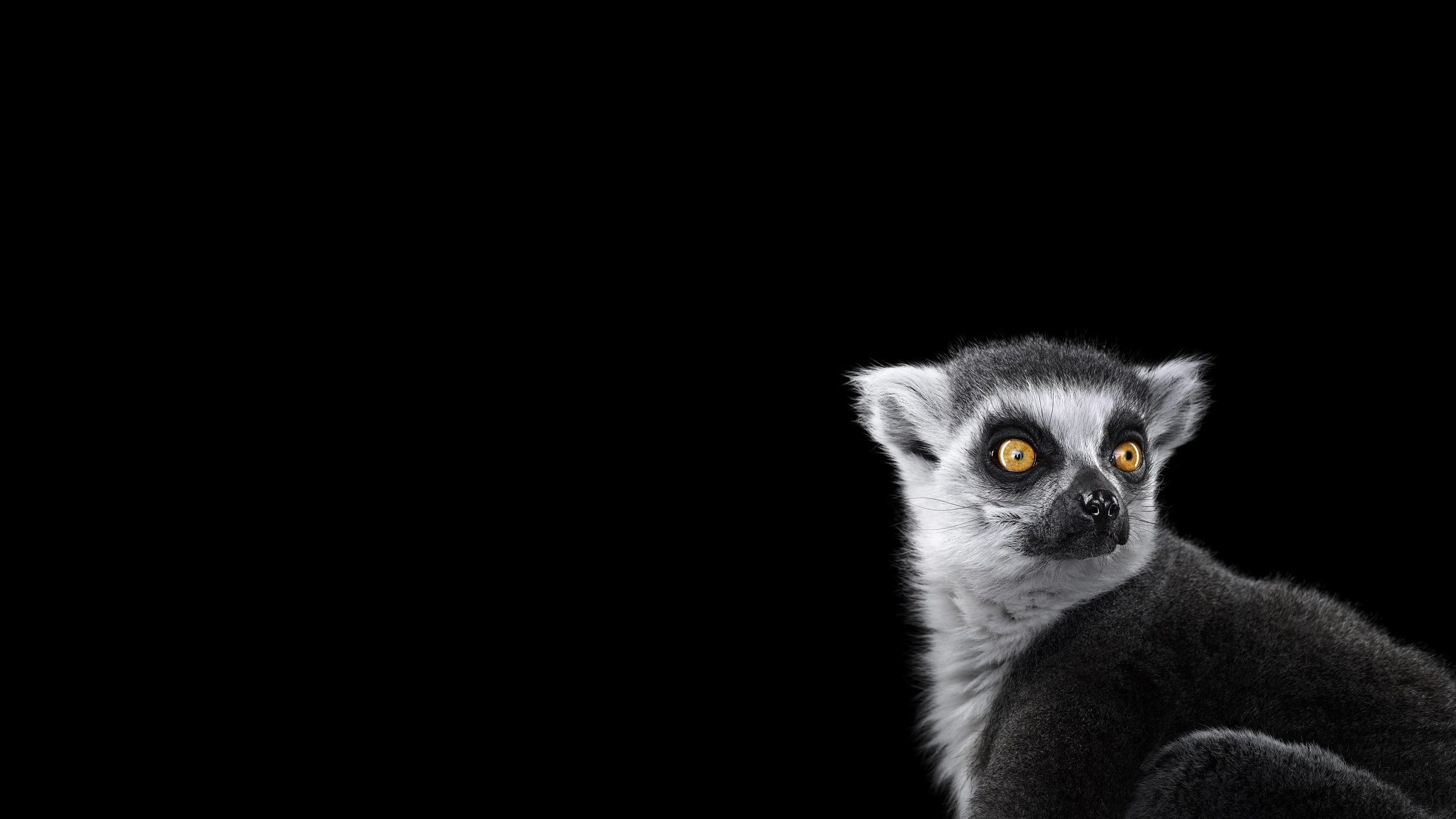 photography mammals monkeys simple background, 2K, studio shot, vertebrate, animal body part, animal eye, looking, close-up, mammal, yellow eyes, cut out, HD Wallpaper