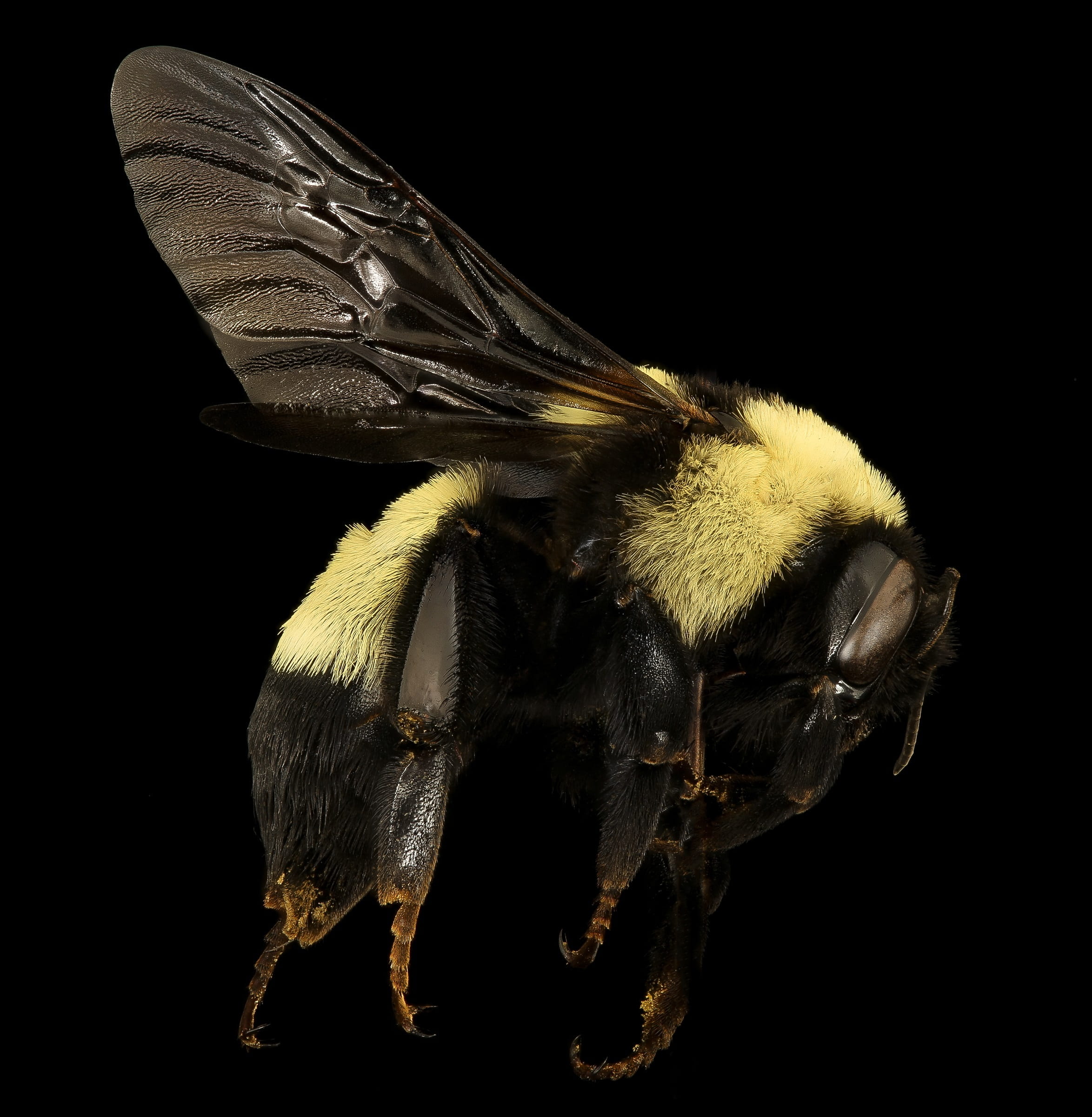bumblebee, indoors, wildlife, nature, 1080P, bug, animal eye, invertebrate, wings, portrait, yellow, pollen, animal wing, animal themes, mounted, one animal, Phone HD Wallpaper