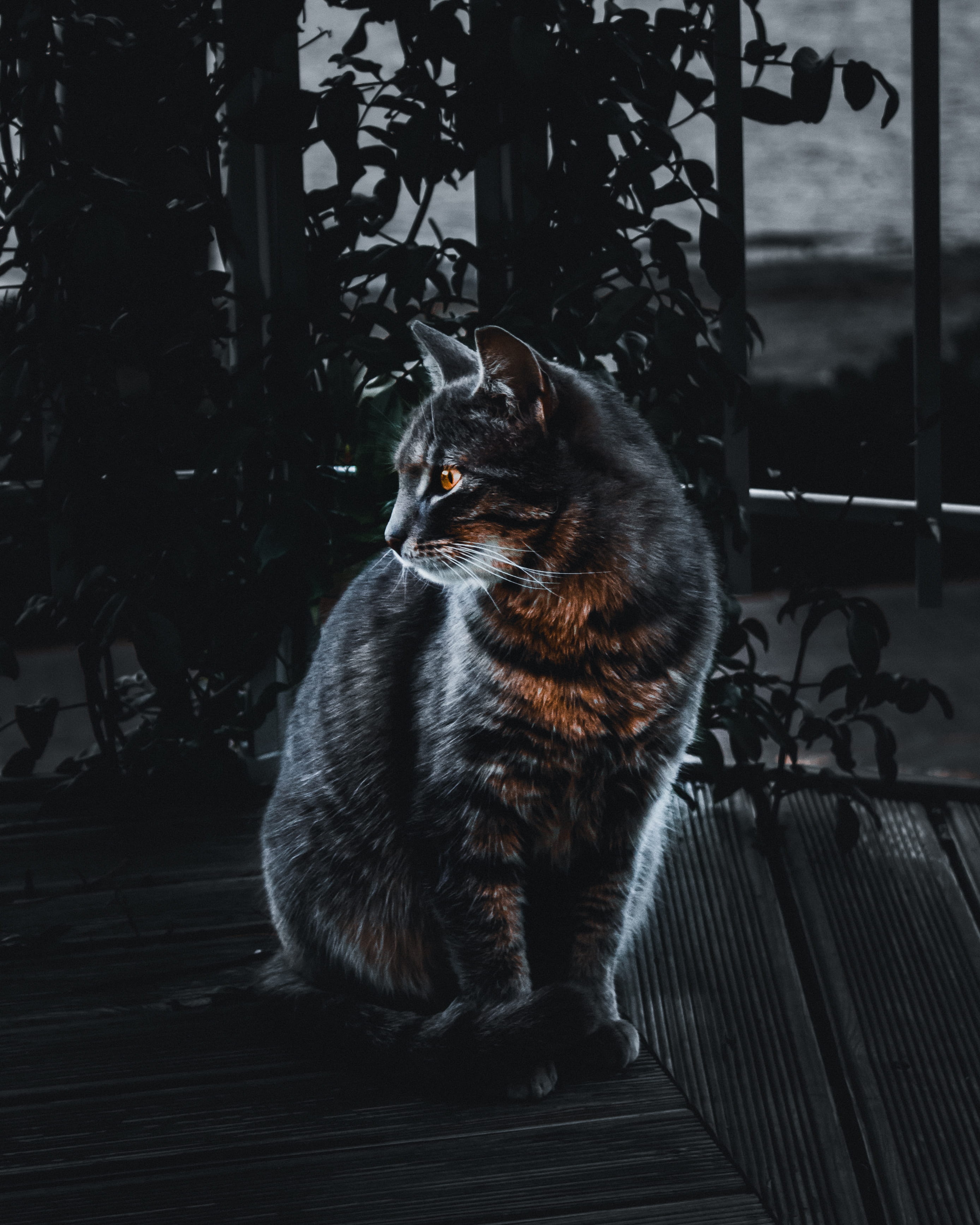 mood, photography, colour, orange eyes, domestic animals, mammal, nature, anaimal, outdoors, dark, lookig out, darkness, no people, heart, railing, Phone HD Wallpaper