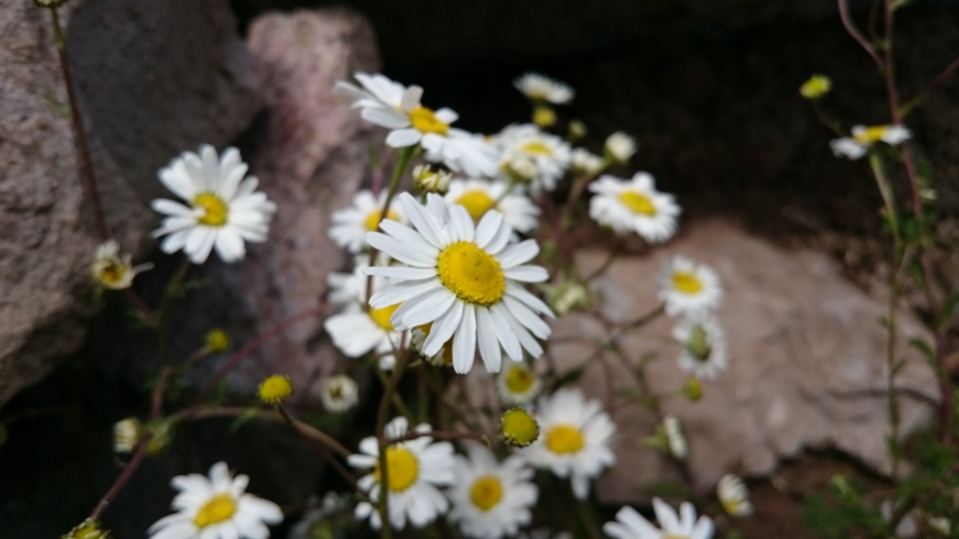 white, yellow, flowering plant, focus on foreground, nature, plant, Daisy, flower head, growth, pollen, freshness, outdoors, petal, day, beauty in nature, HD Wallpaper