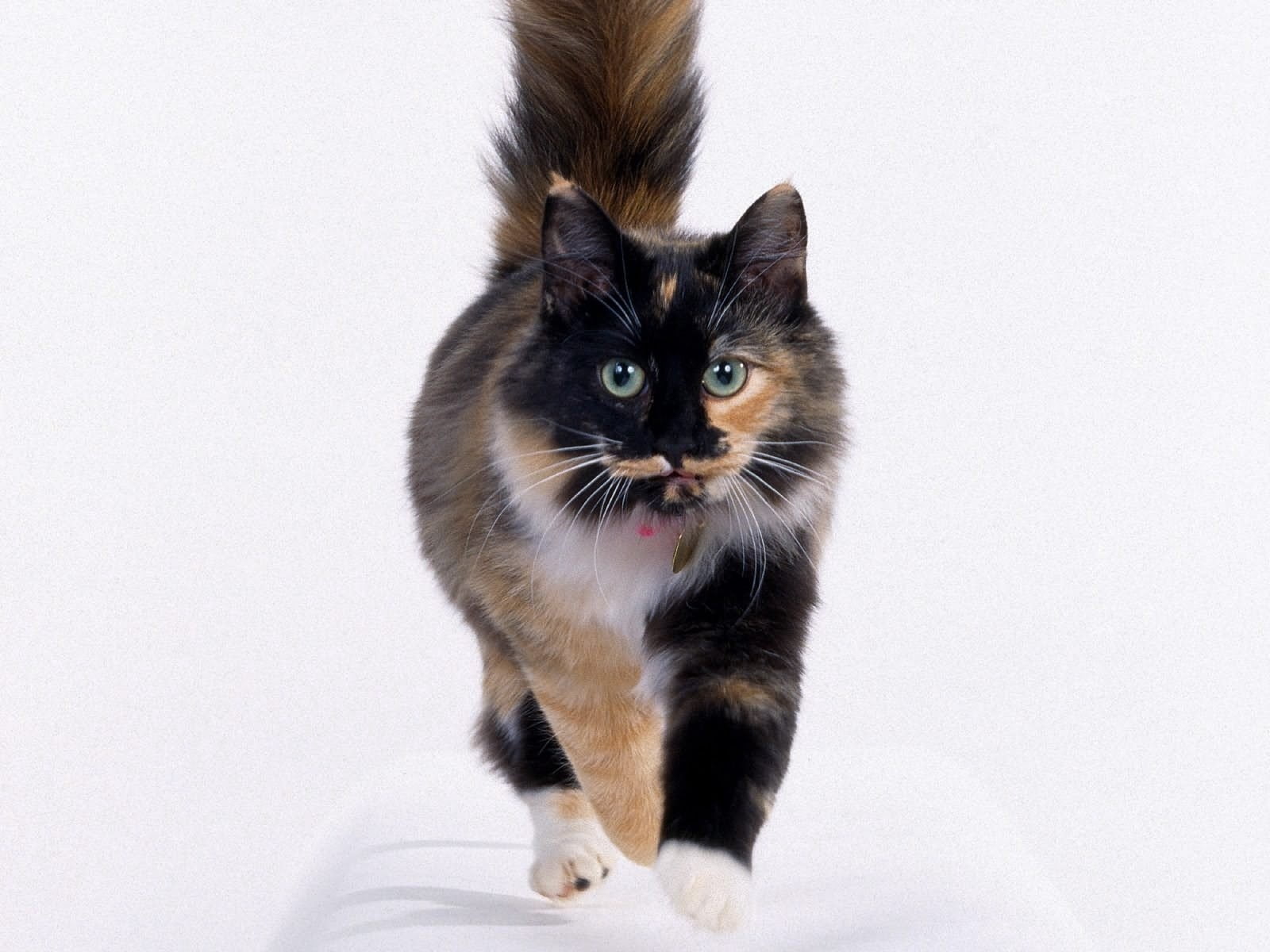 brown, mammal, looking at camera, long, domestic Cat, playful, people, cute, one Animal, animal, animal Eye, portrait, white, fluffy, furry, whisker, fur, HD Wallpaper