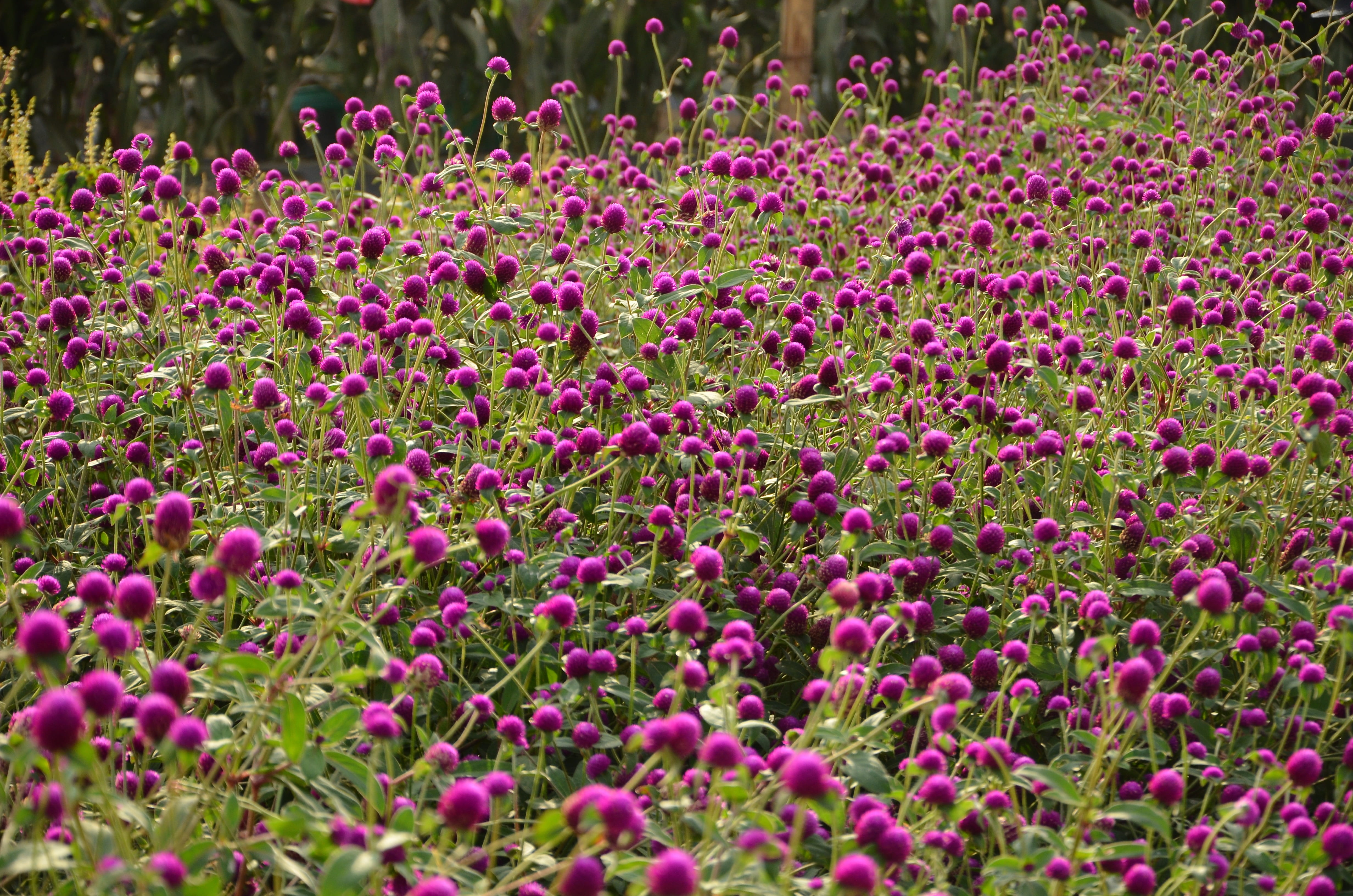vulnerability, flowering plant, growth, close-up, day, plant, field, purple, flowerbed, gardening, outdoors, gomphrena, springtime, violet flower, 4K, HD Wallpaper