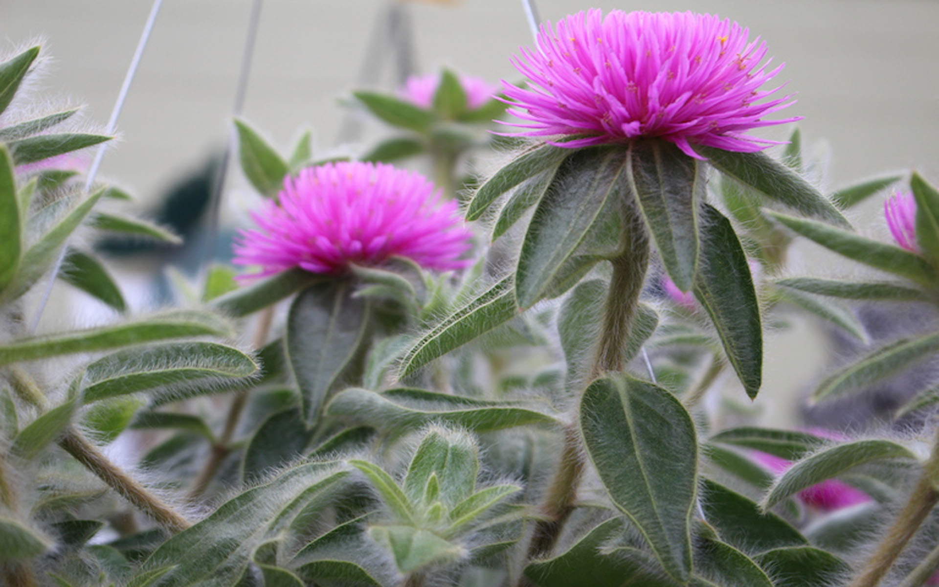 pink, plants, zazzle, 1080P, hairy, green, hybrid, flowers, gomphrena, planted, HD Wallpaper