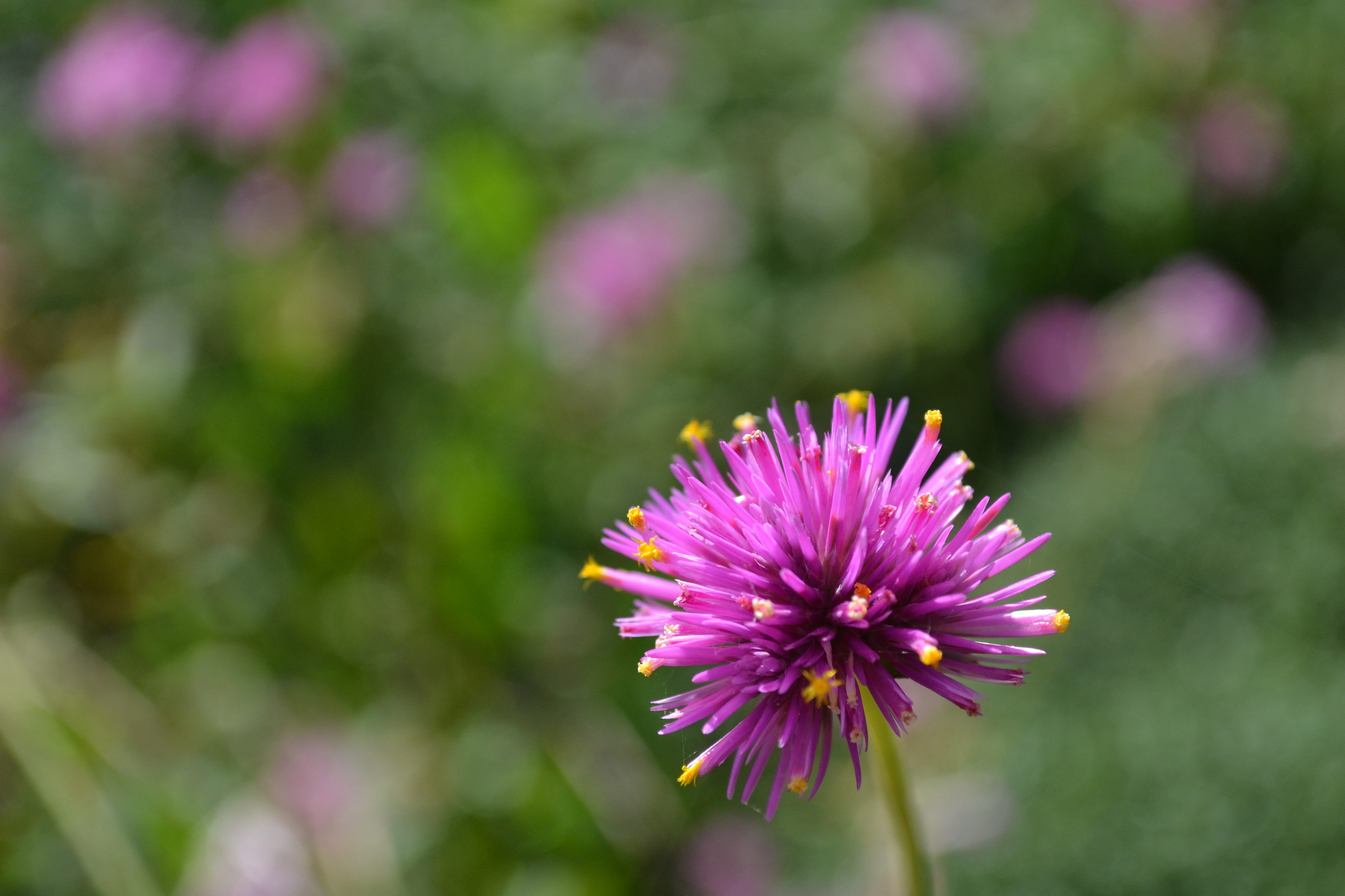 purple, focus on foreground, 4K, vulnerability, fragility, flower, close-up, clover, spring, day, growth, botany, petal, flowering plant, gomphrena, no people, HD Wallpaper