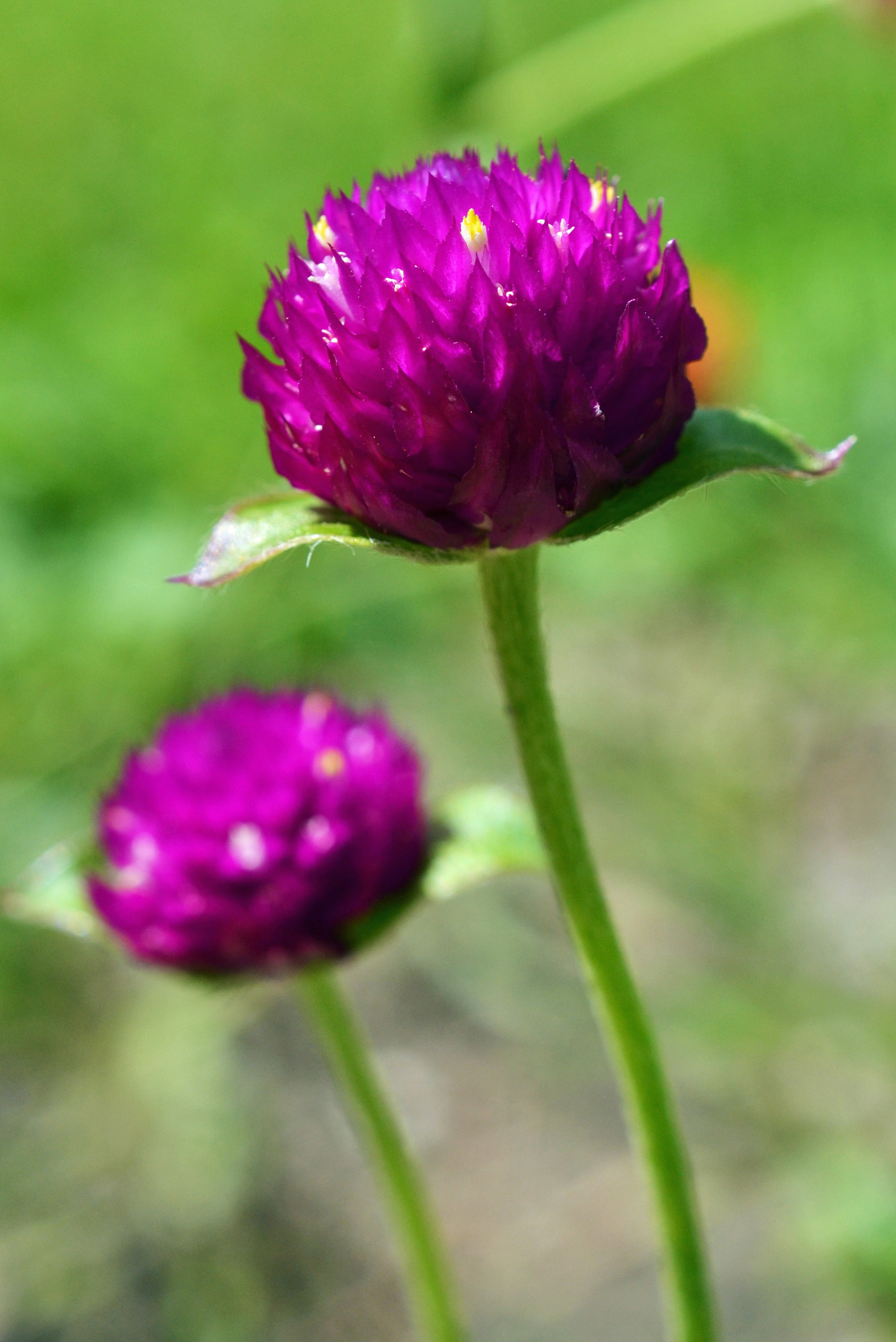 flower head, amaranth, petal, 4K, day, sepal, bloom, freshness, vulnerability, garden, beautiful, focus on foreground, beauty in nature, flower, close-up, Phone HD Wallpaper