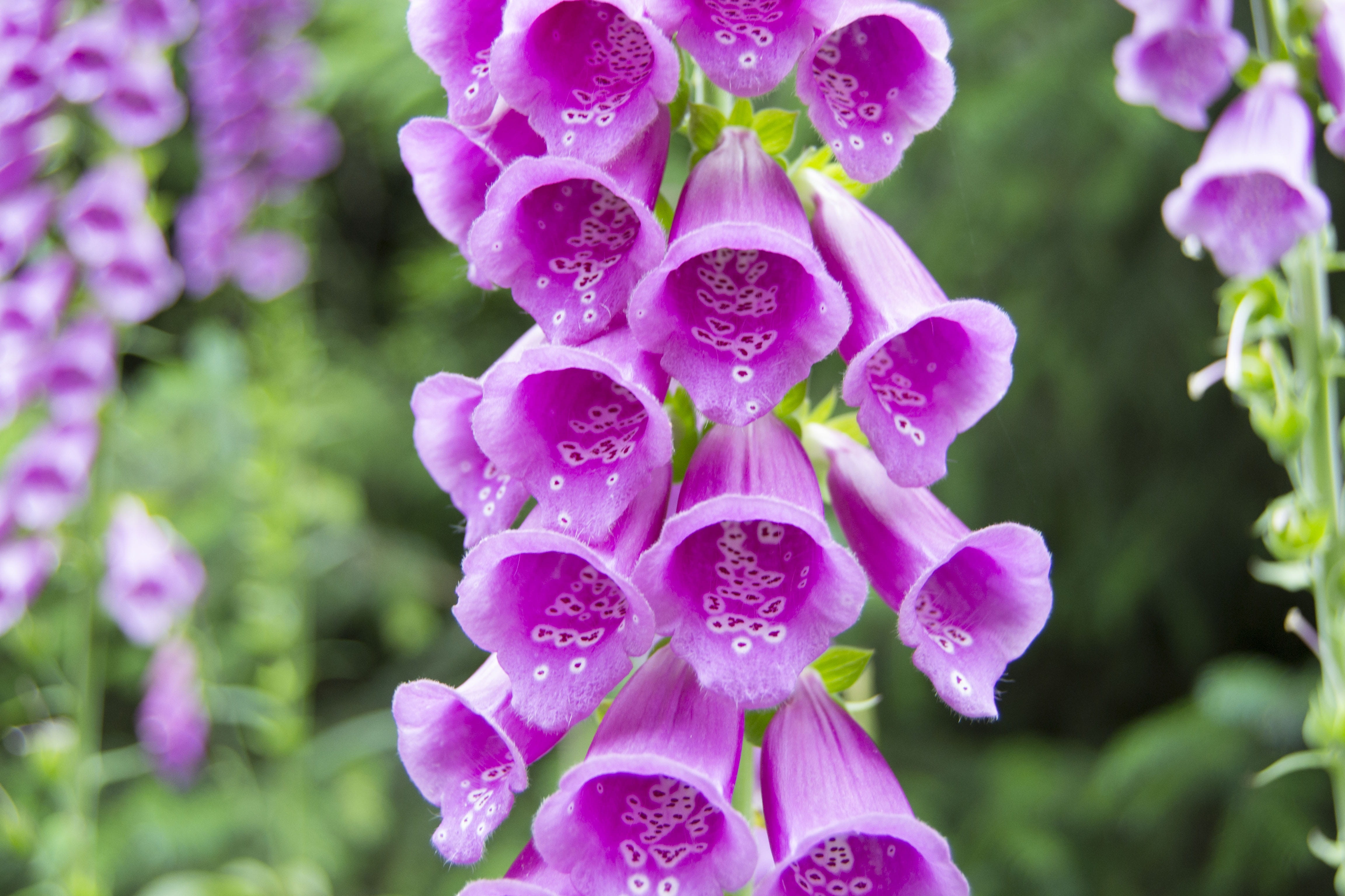 plant, flower head, summer, freshness, springtime, day, focus on foreground, ladys glove, outdoors, fragility, botany, common foxglove, pink, nature, foxglove, HD Wallpaper