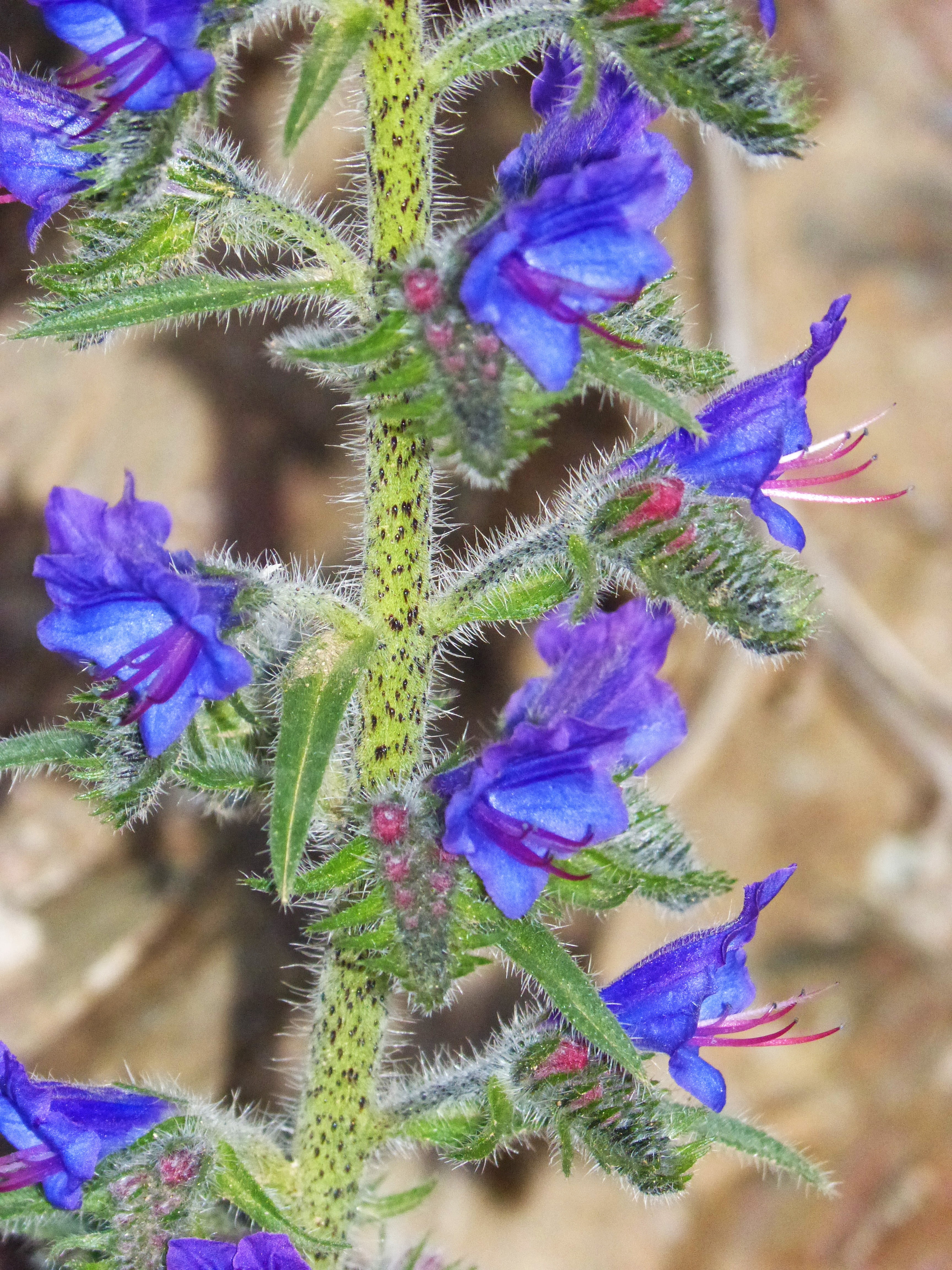 wild flower, blue grass, close-up, day, cow tongue, nature, focus on foreground, leaf, common bugloss, growth, echium vulgare, foxglove, blue, flowering plant, Phone HD Wallpaper