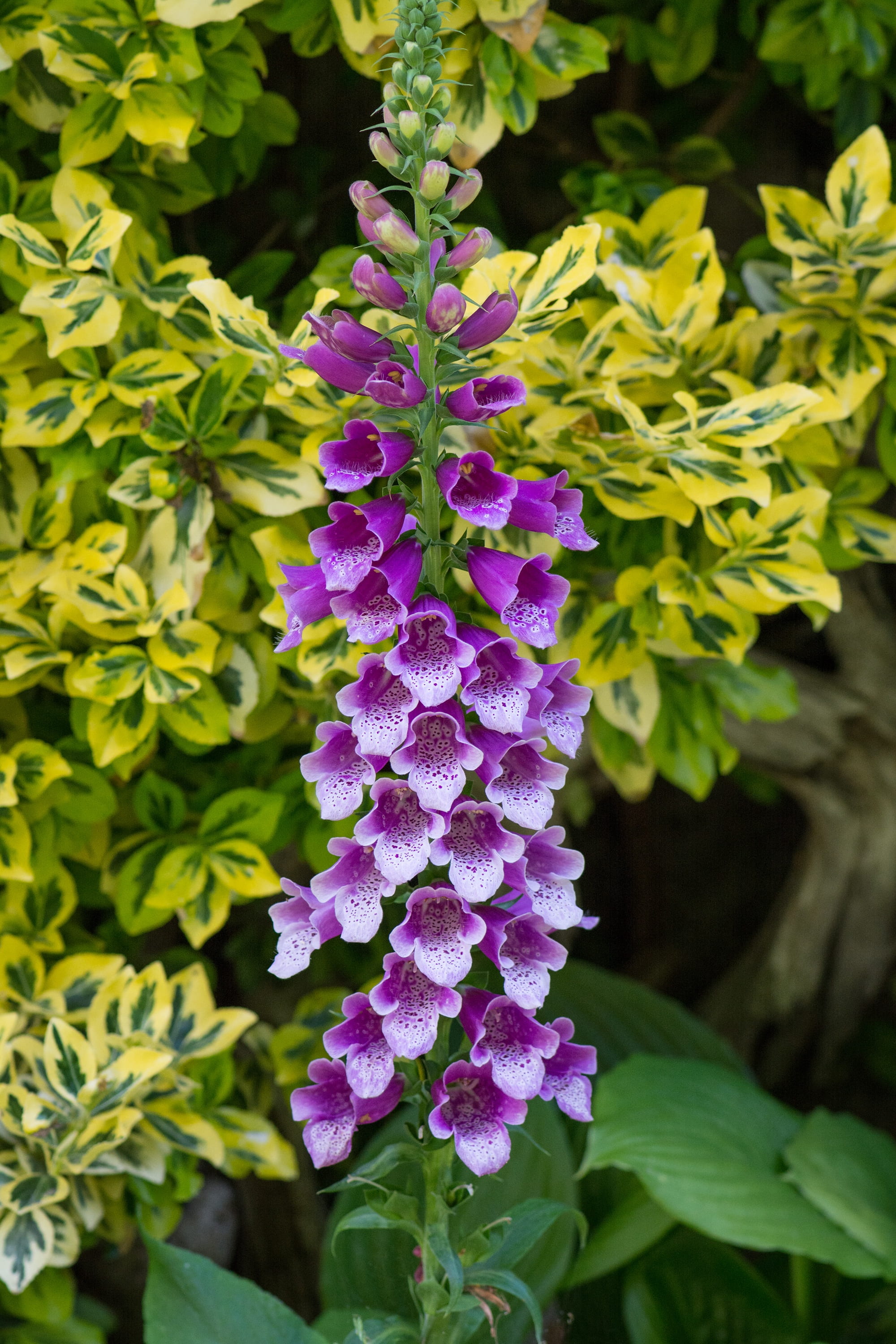 close-up, beauty in nature, plant part, flower head, springtime, inflorescence, fragility, focus on foreground, purple, in the garden, leaf, flower garden, Phone HD Wallpaper