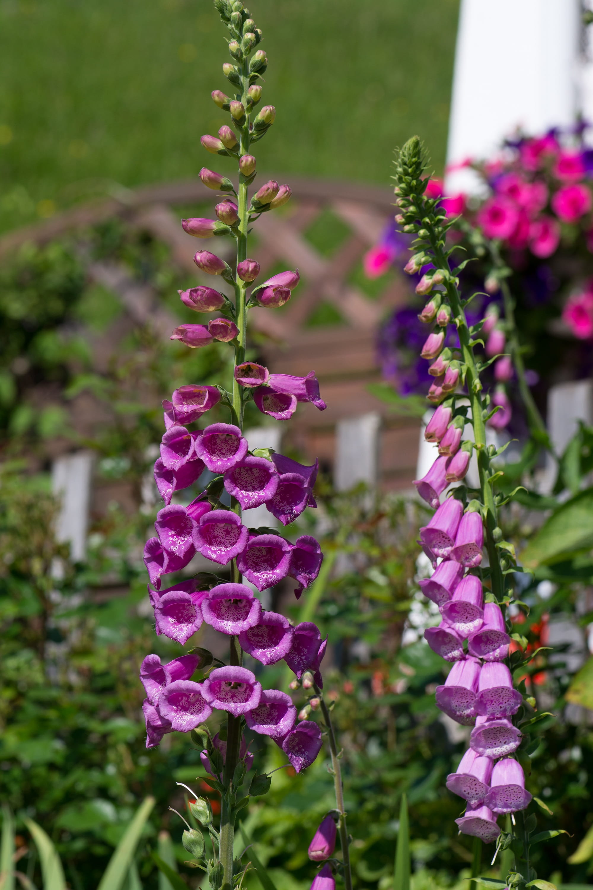 ornamental plant, focus on foreground, Thimble, flowers, freshness, pink color, garden, Flower, flowering plant, flower garden, close-up, Common Foxglove, Phone HD Wallpaper