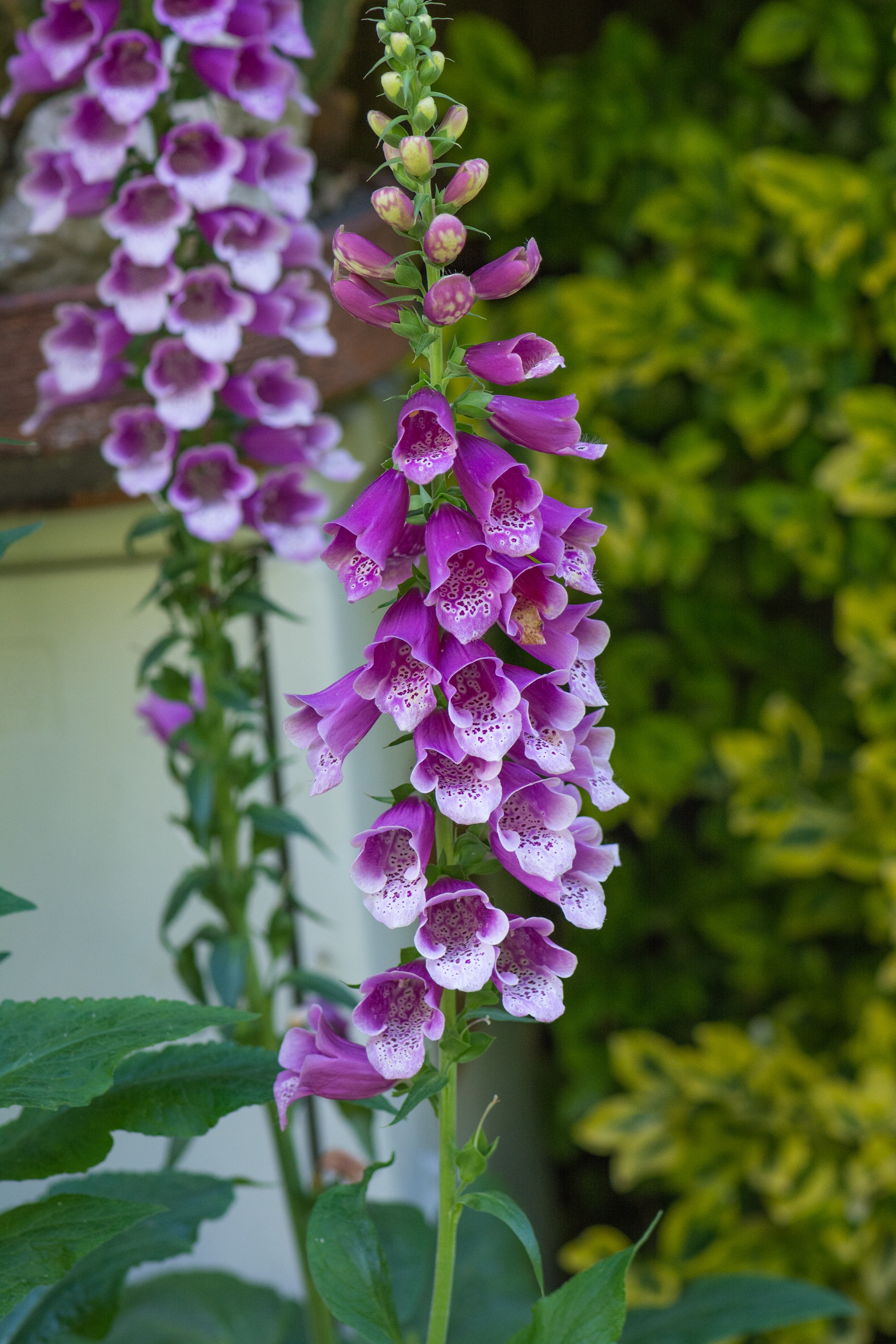 lilac, flower head, bunch of flowers, common foxglove, plant, ornamental plant, flower garden, freshness, vulnerability, plant part, flowering plant, close-up, Phone HD Wallpaper